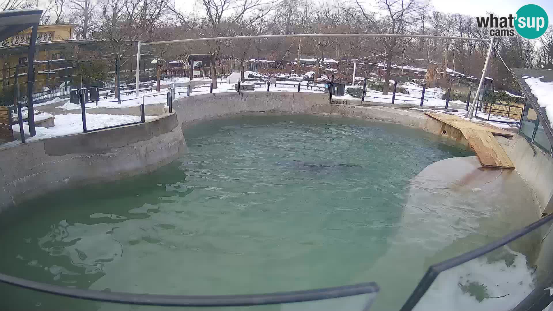 Zoo Zagreb – Otarie de Californie