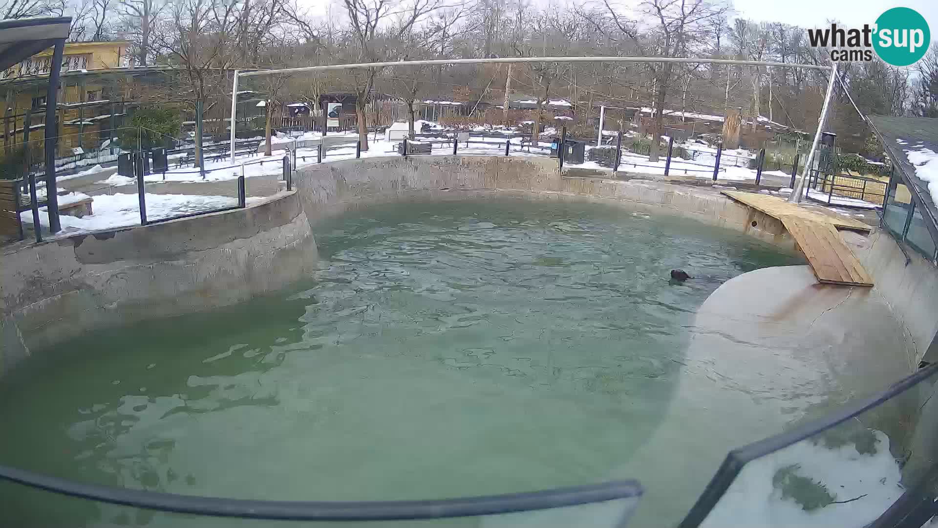 Zoo Zagreb – Kalifornijski morski lav