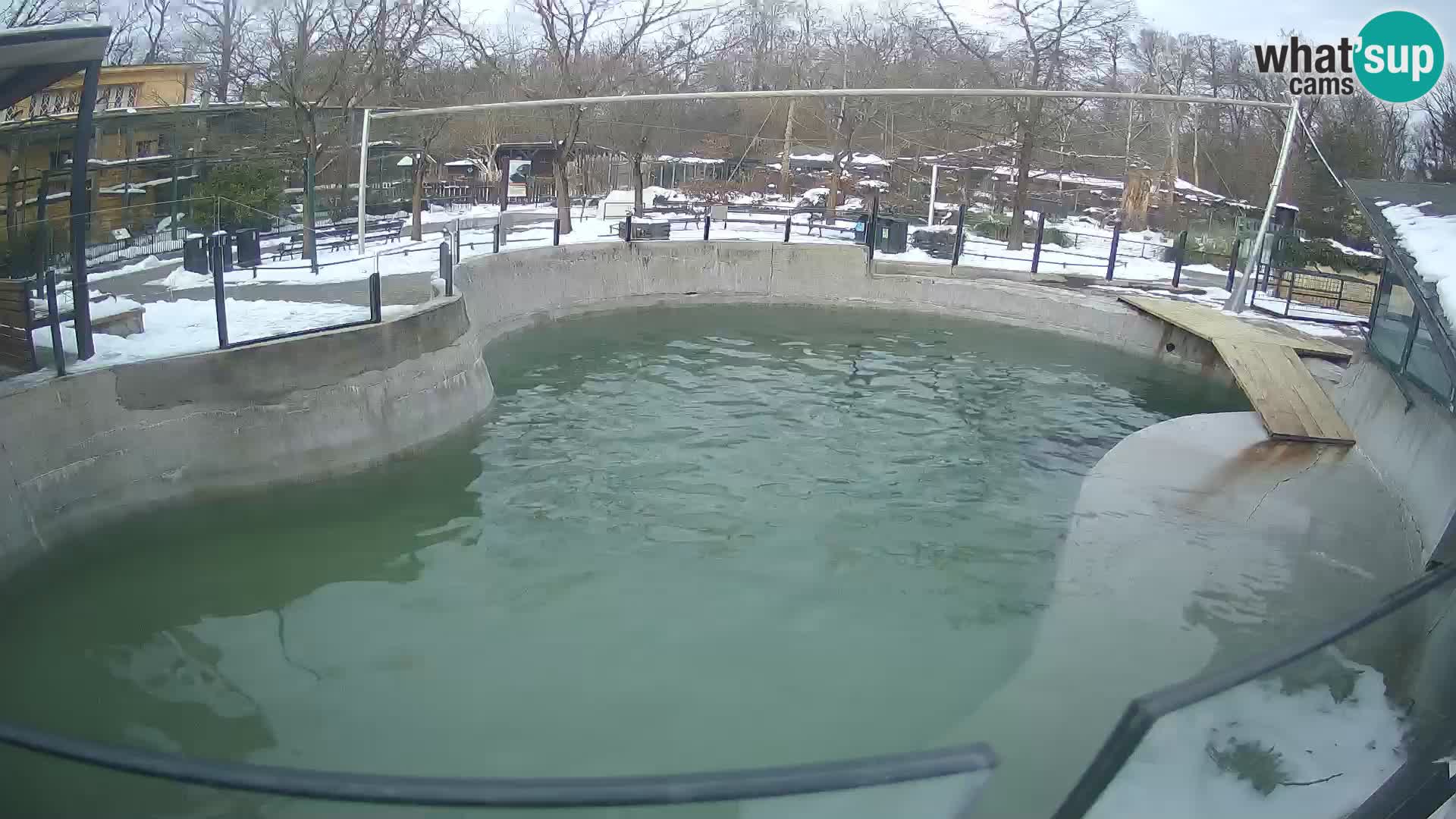 Zoo Zagreb –  León marino de California