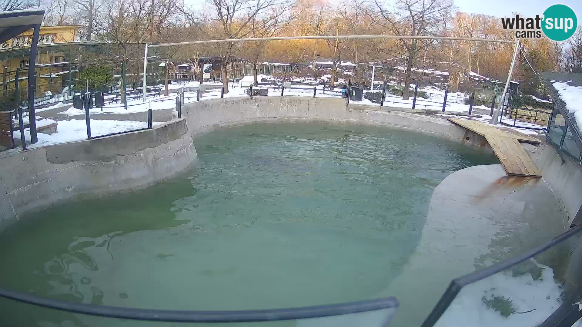 Zoo Zagreb – Kalifornijski morski lav