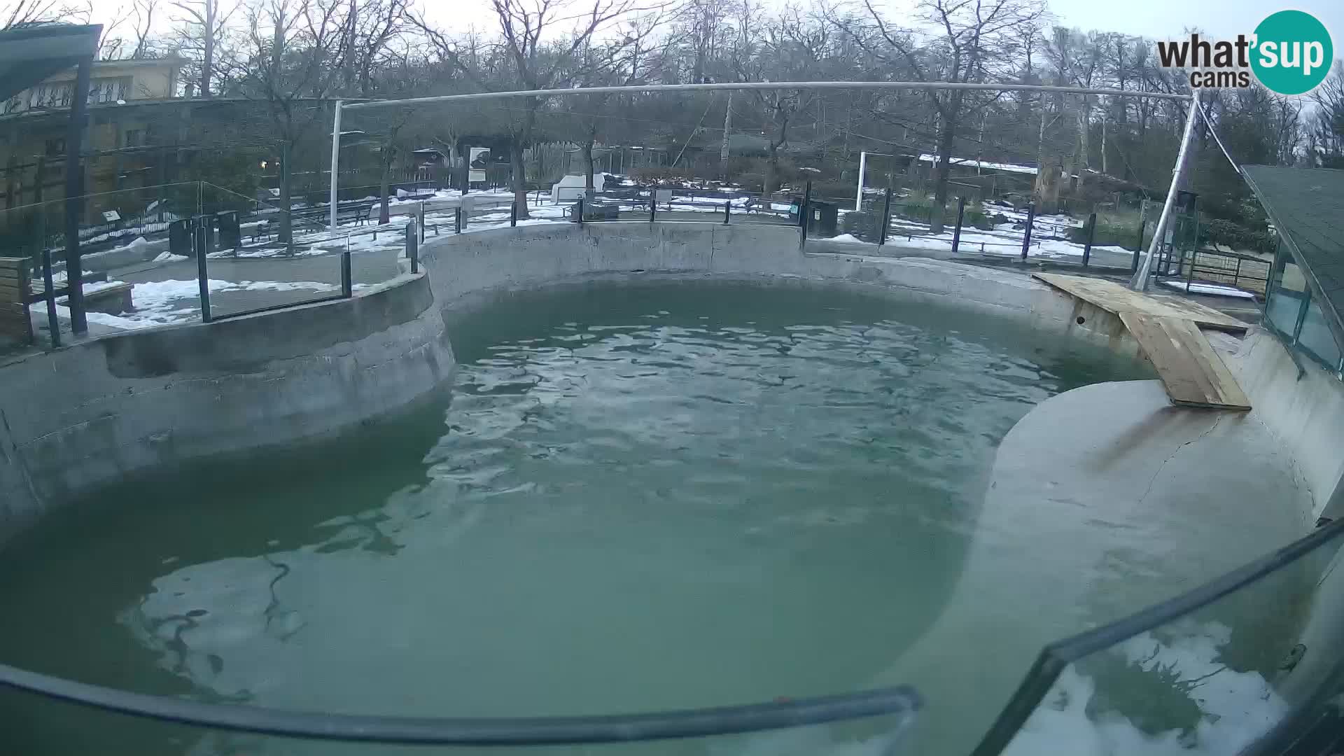 Zoo Zagreb –  León marino de California