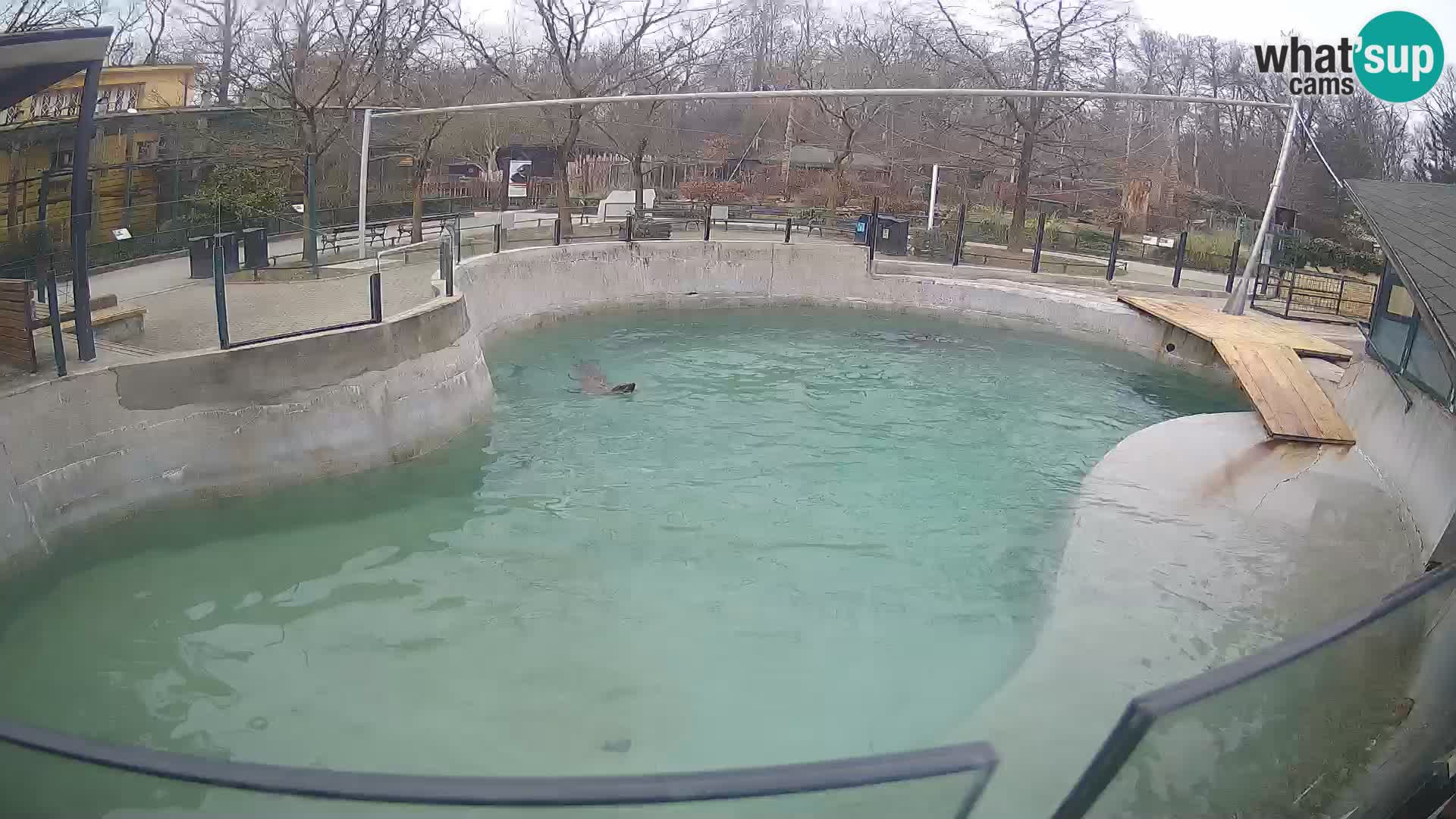 Zoo Zagreb – Kalifornijski morski lav