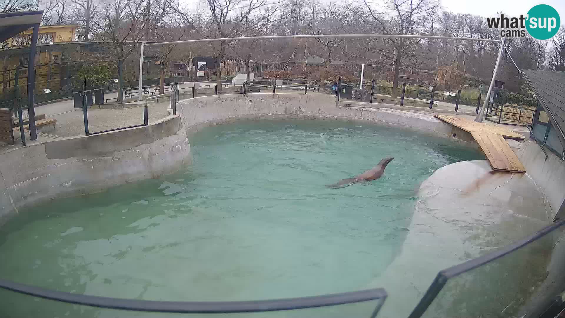 Zoo Zagreb – Otarie de Californie