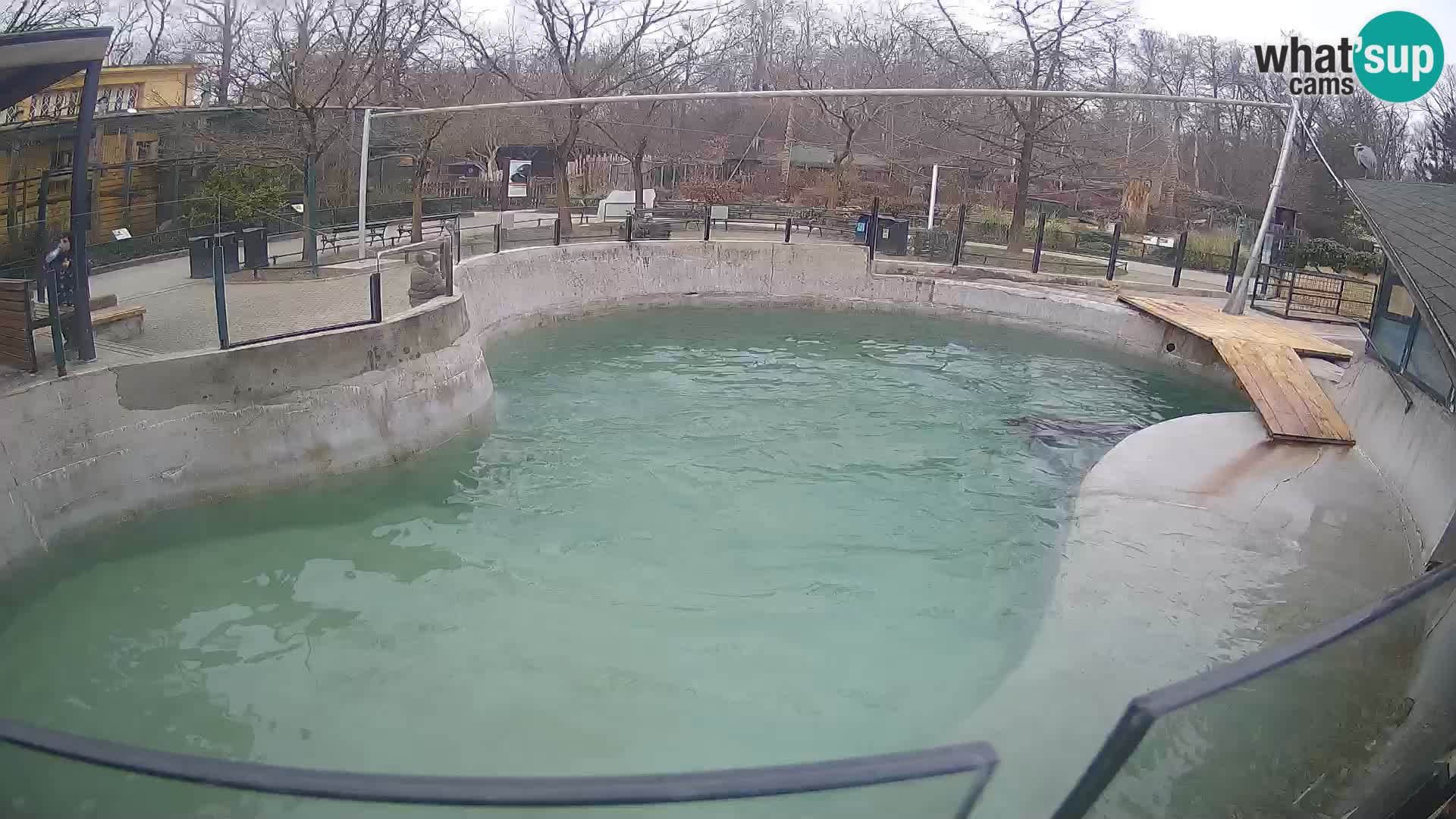 Zoo Zagreb – Otarie de Californie