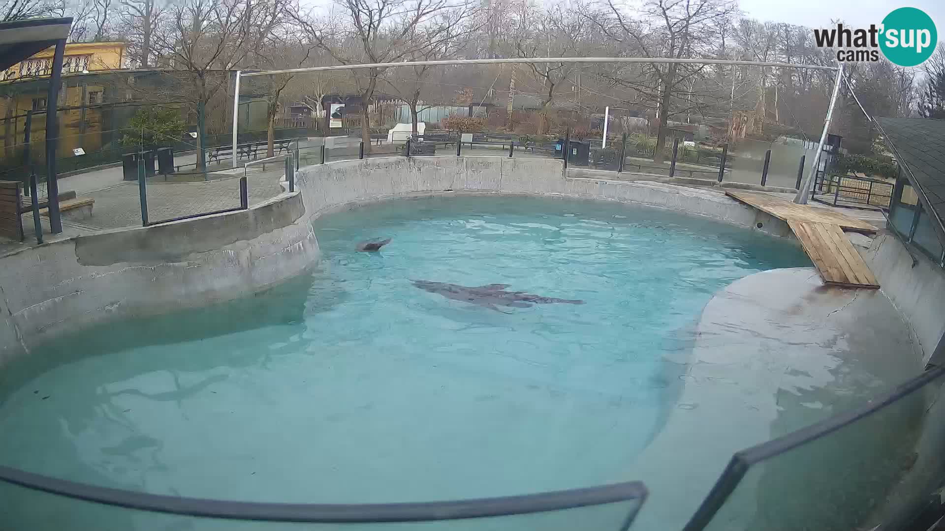 Zoo Zagreb – Kalifornijski morski lav