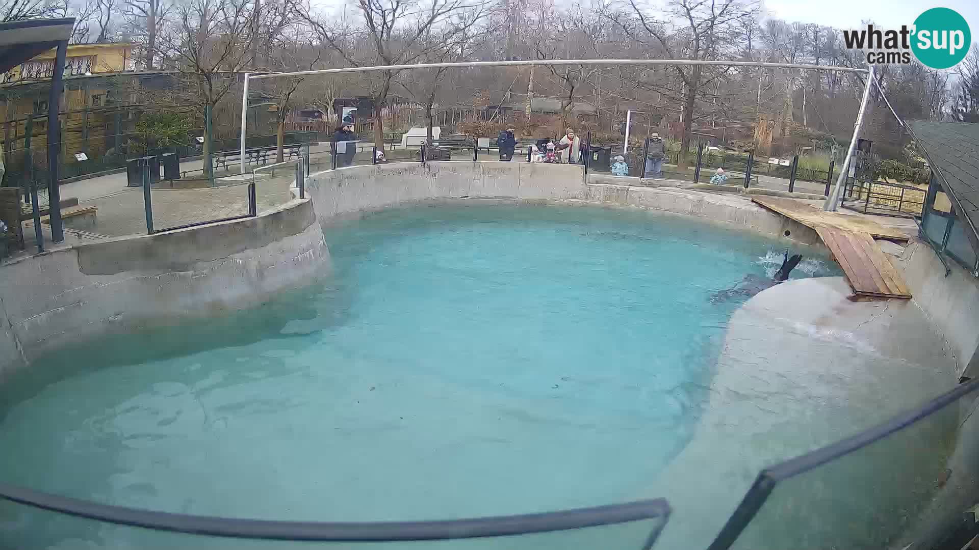 Zoo Zagreb – Kalifornijski morski lav