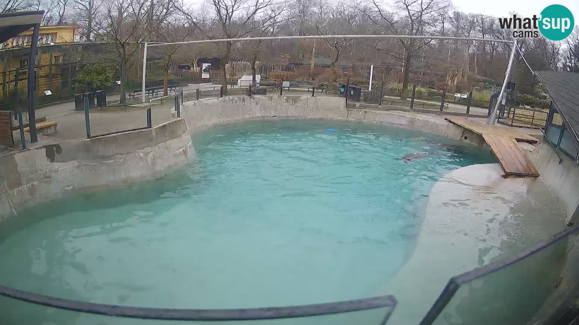 Zoo Zagreb – Otarie de Californie