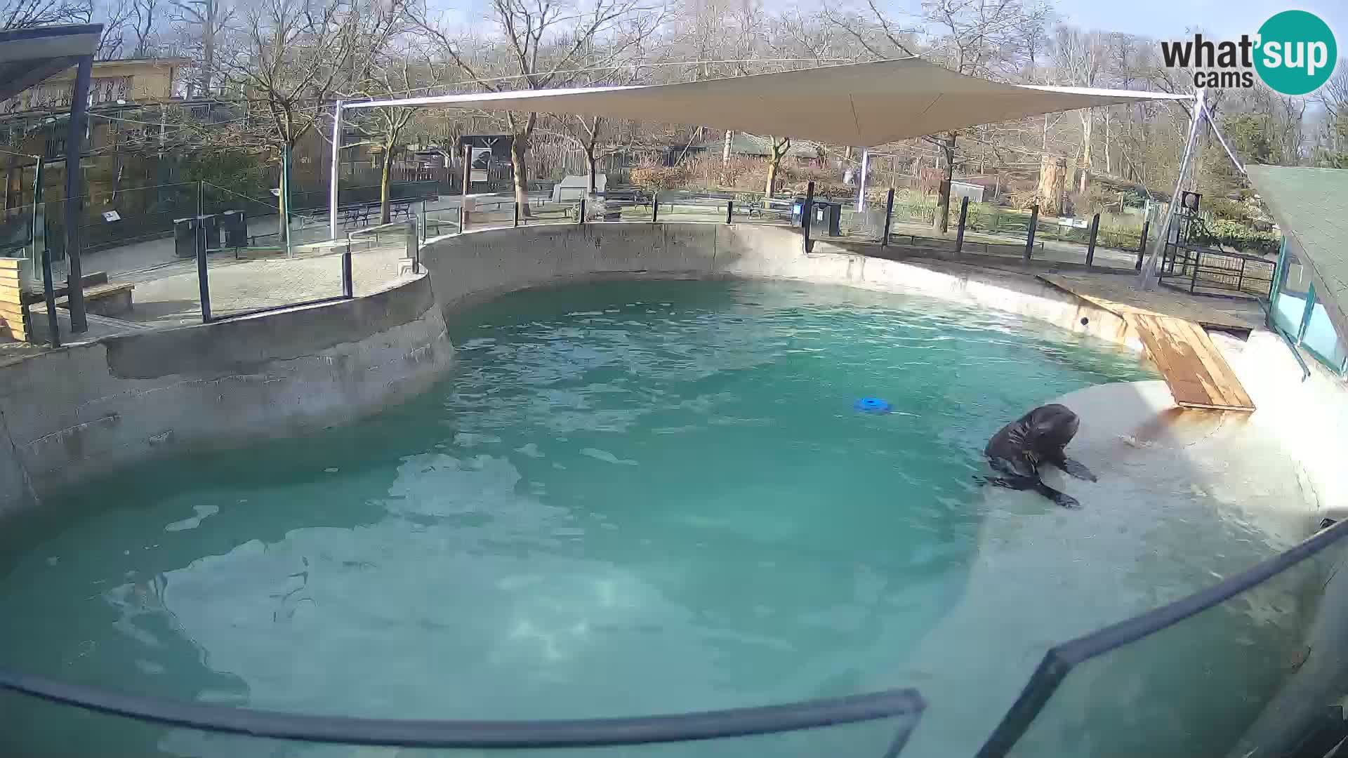 Zoo Zagreb – Otarie de Californie