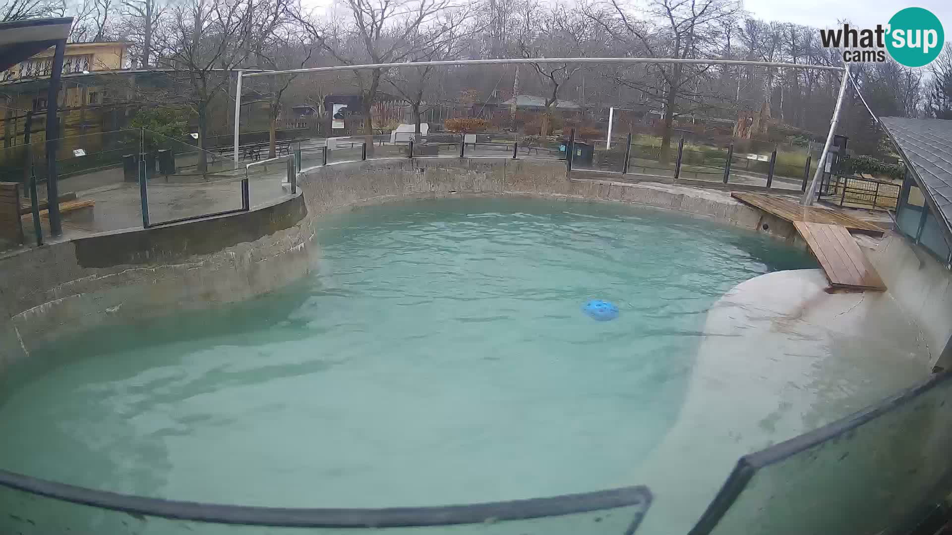 Zoo Zagreb –  León marino de California