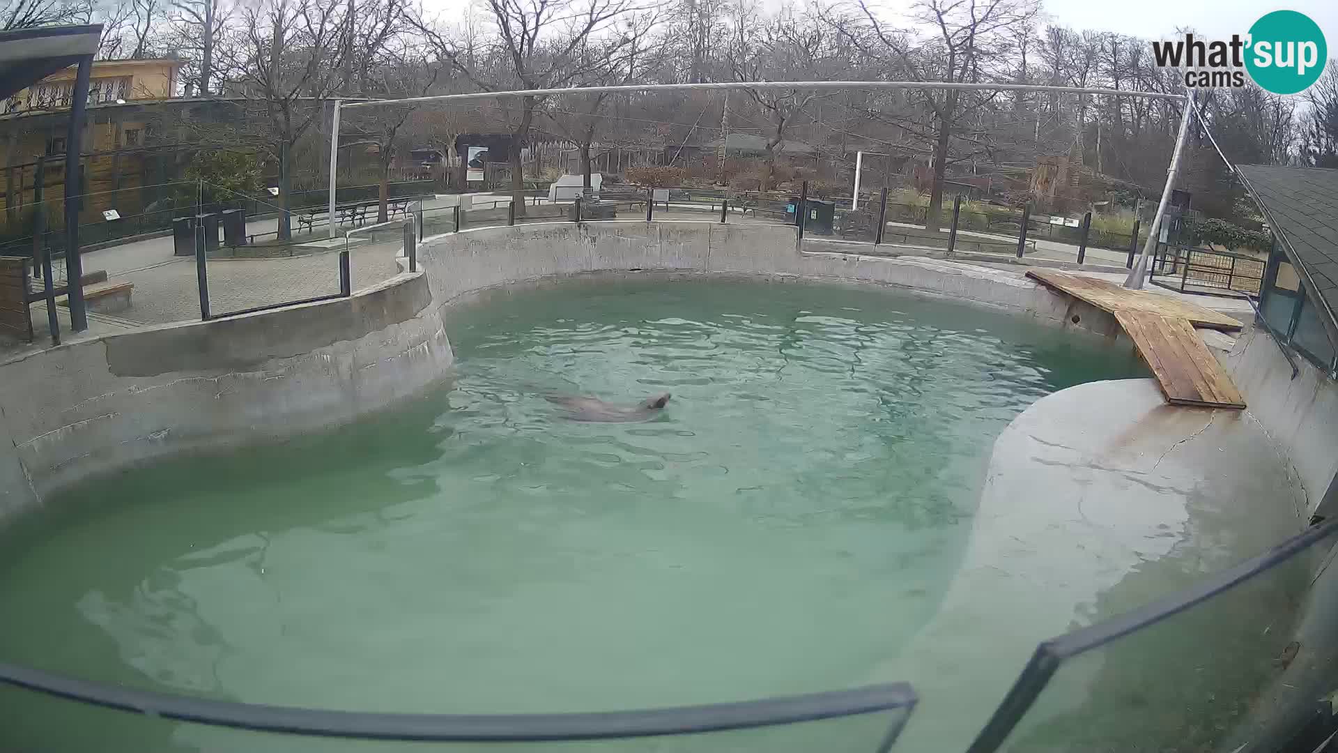 Zoo Zagreb – Otarie de Californie