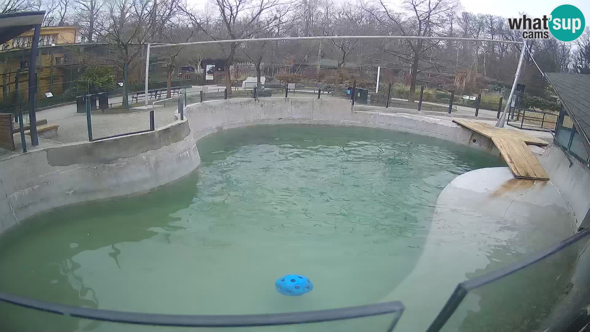 Zoo Zagreb – Kalifornischer Seelöwe