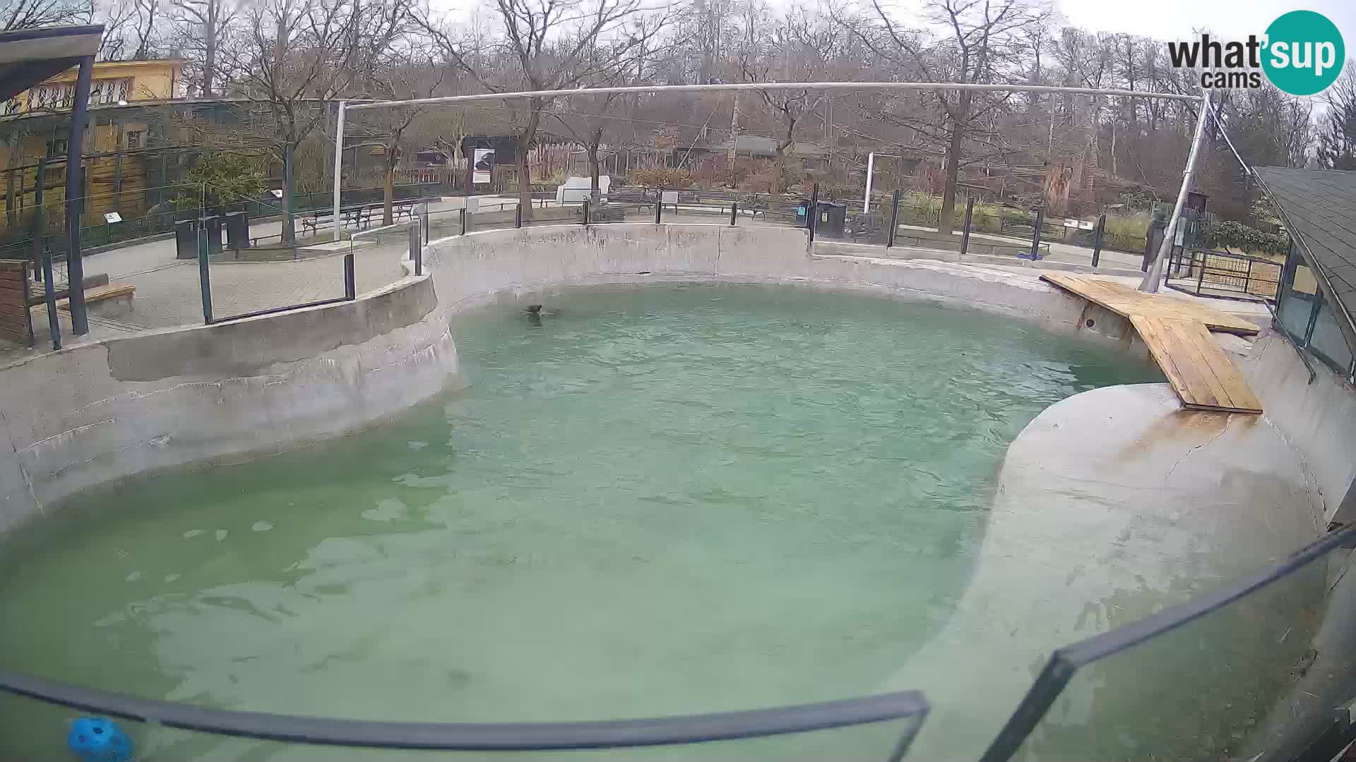 Zoo Zagreb – Otarie de Californie