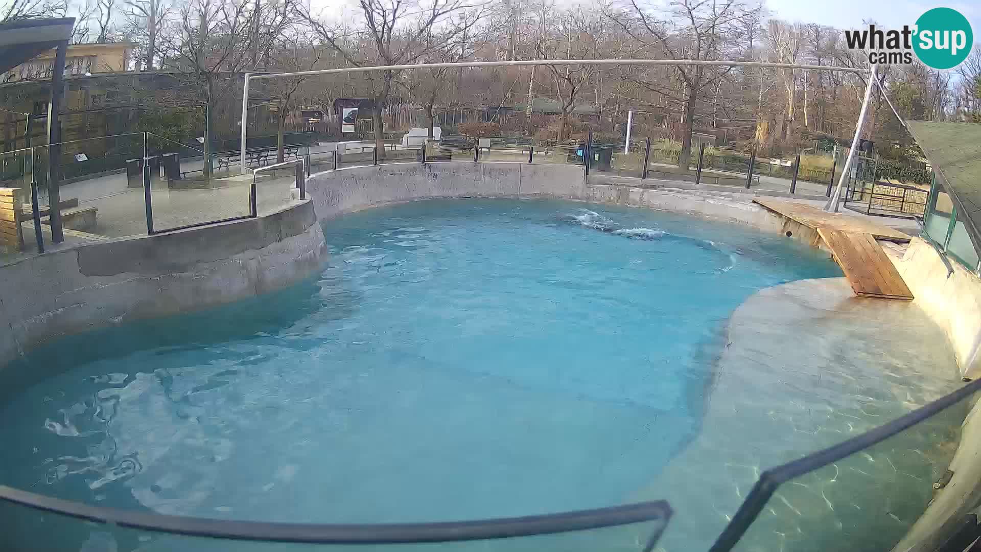 Zoo Zagreb –  León marino de California
