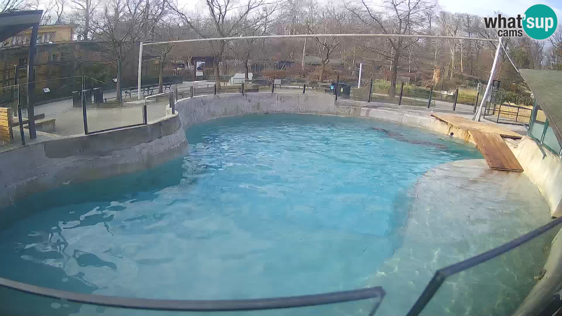 Zoo Zagreb –  León marino de California
