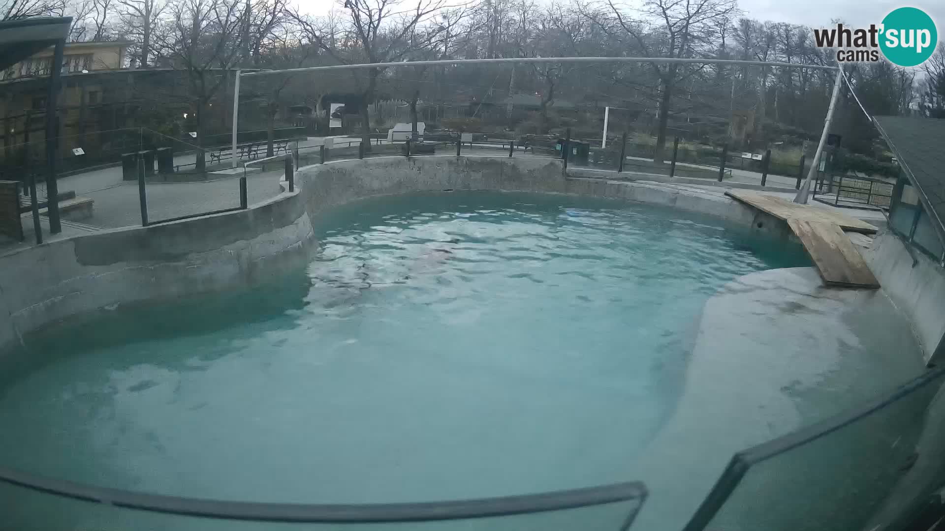 Zoo Zagreb – Otarie de Californie