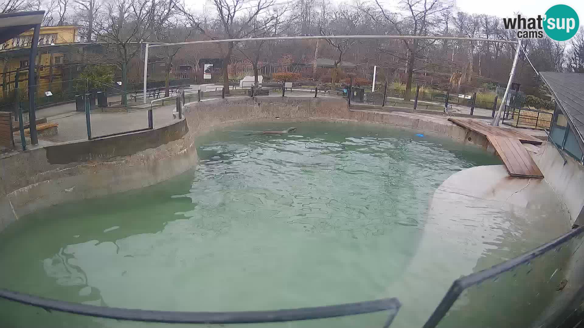 Zoo Zagreb –  León marino de California