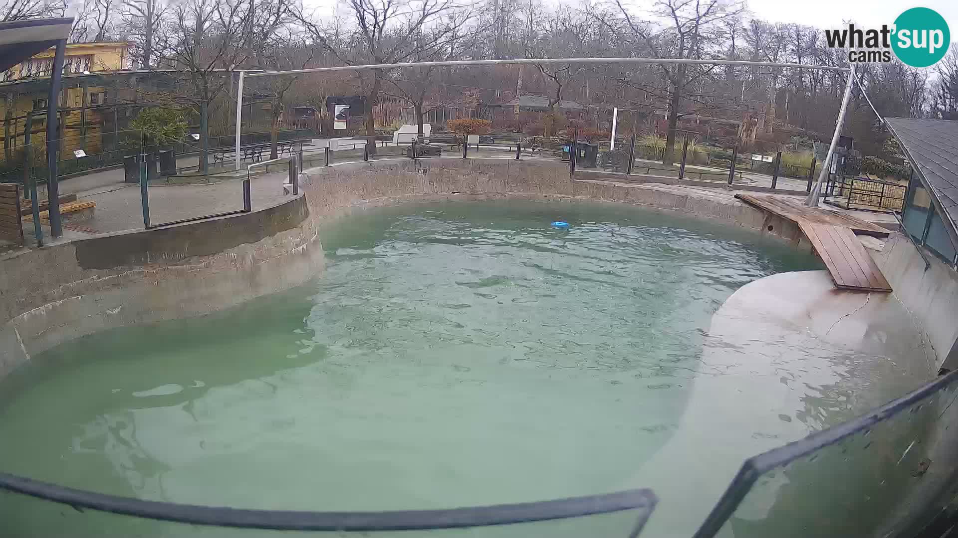 Zoo Zagreb – Kalifornischer Seelöwe