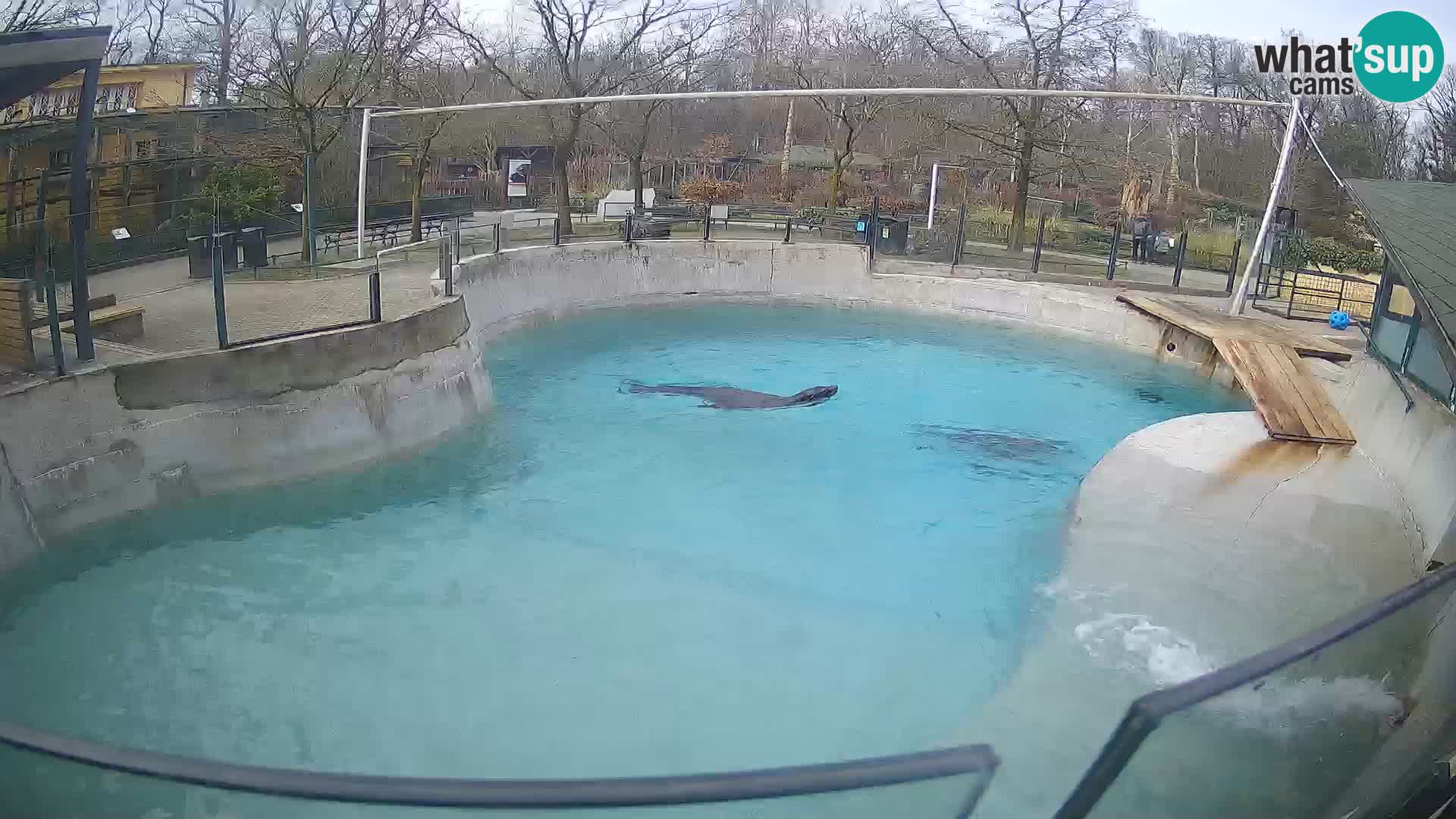 Zoo Zagreb – Otarie de Californie