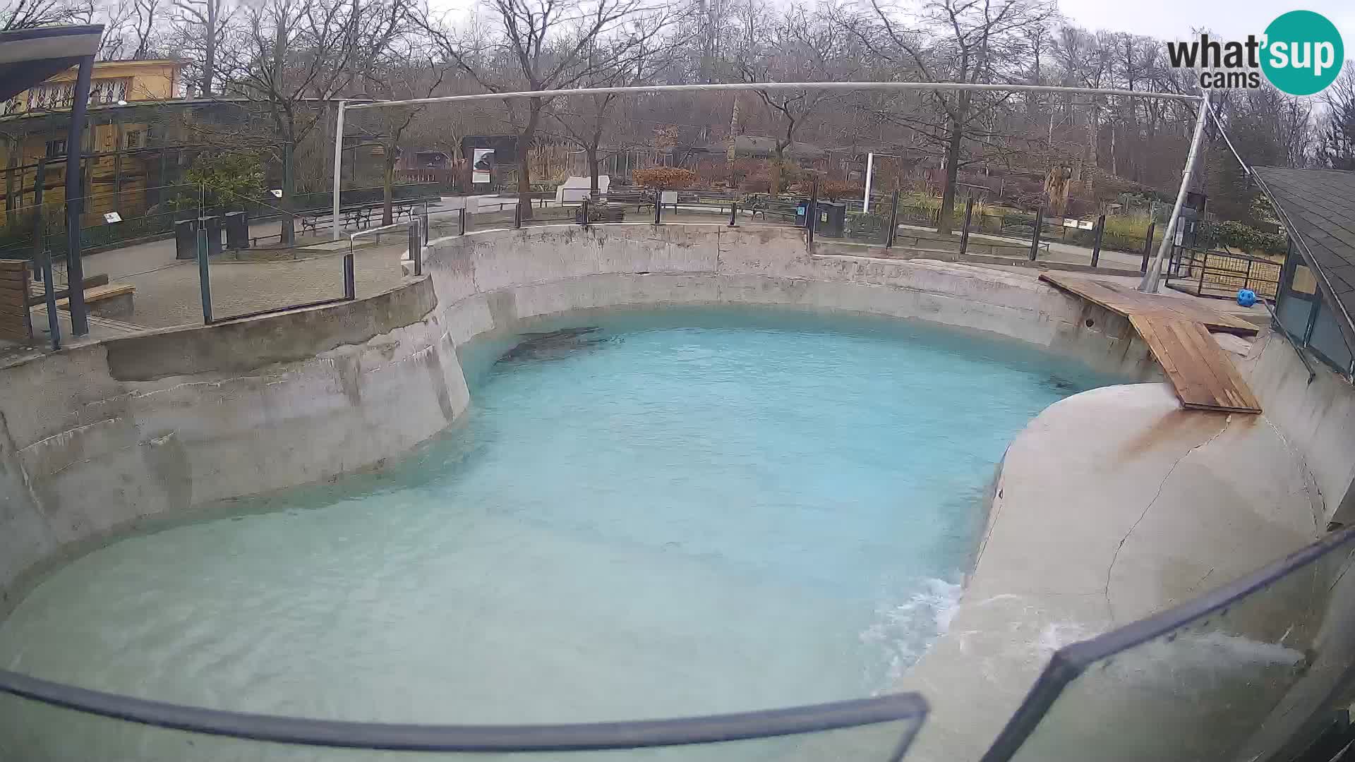 Zoo Zagreb –  León marino de California