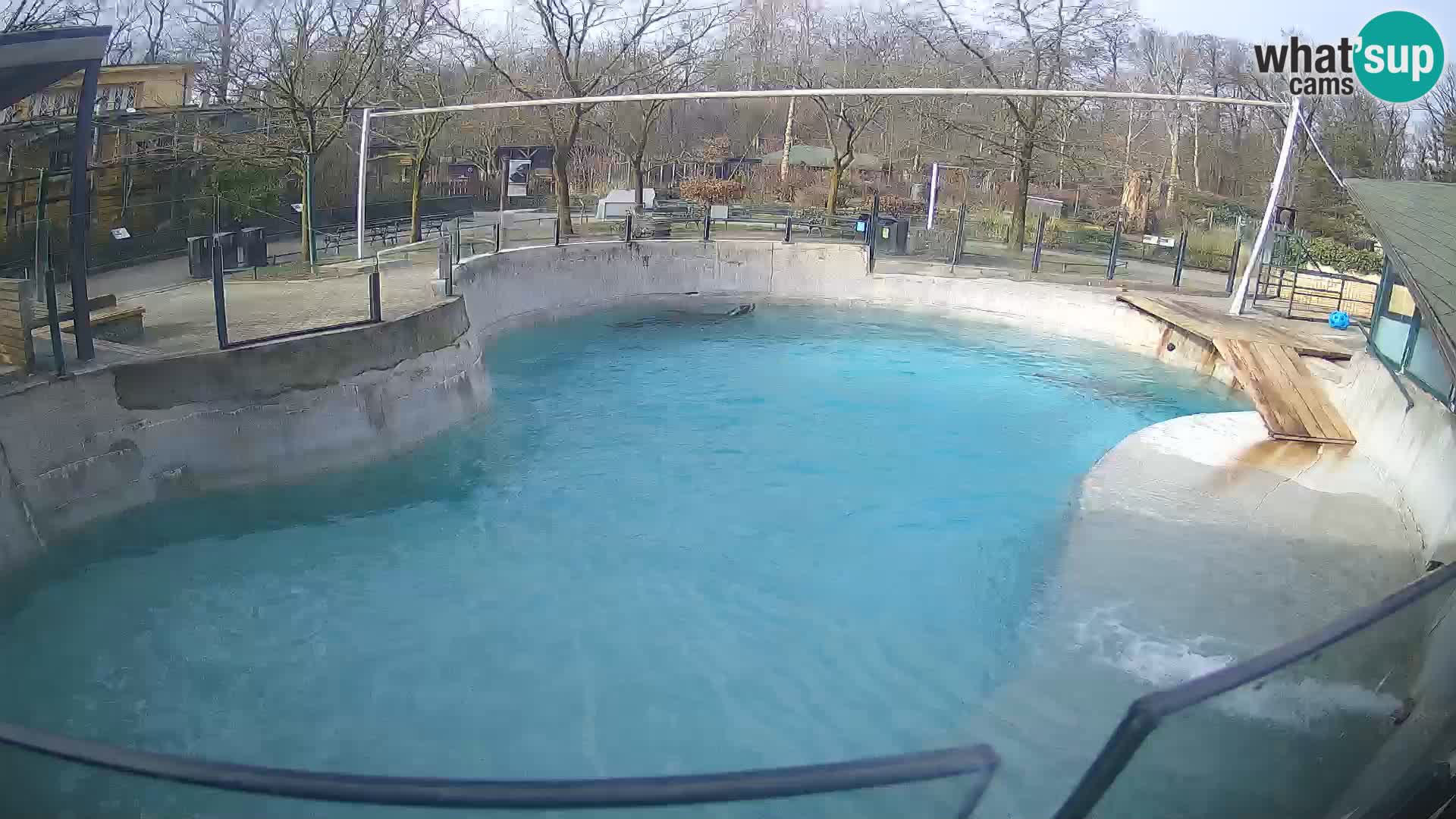 Zoo Zagreb – Otarie de Californie