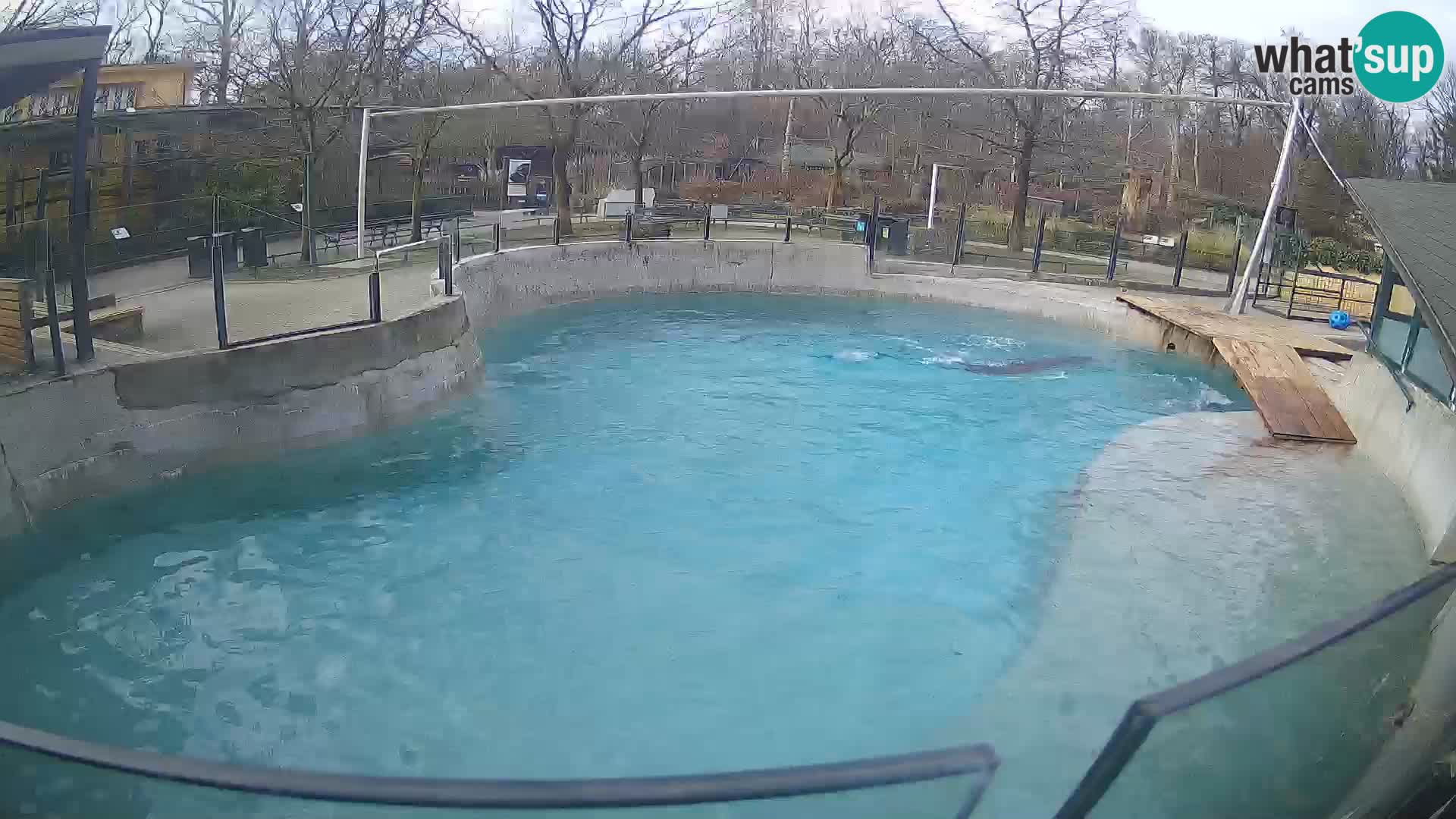 Zoo Zagreb – Kalifornijski morski lav