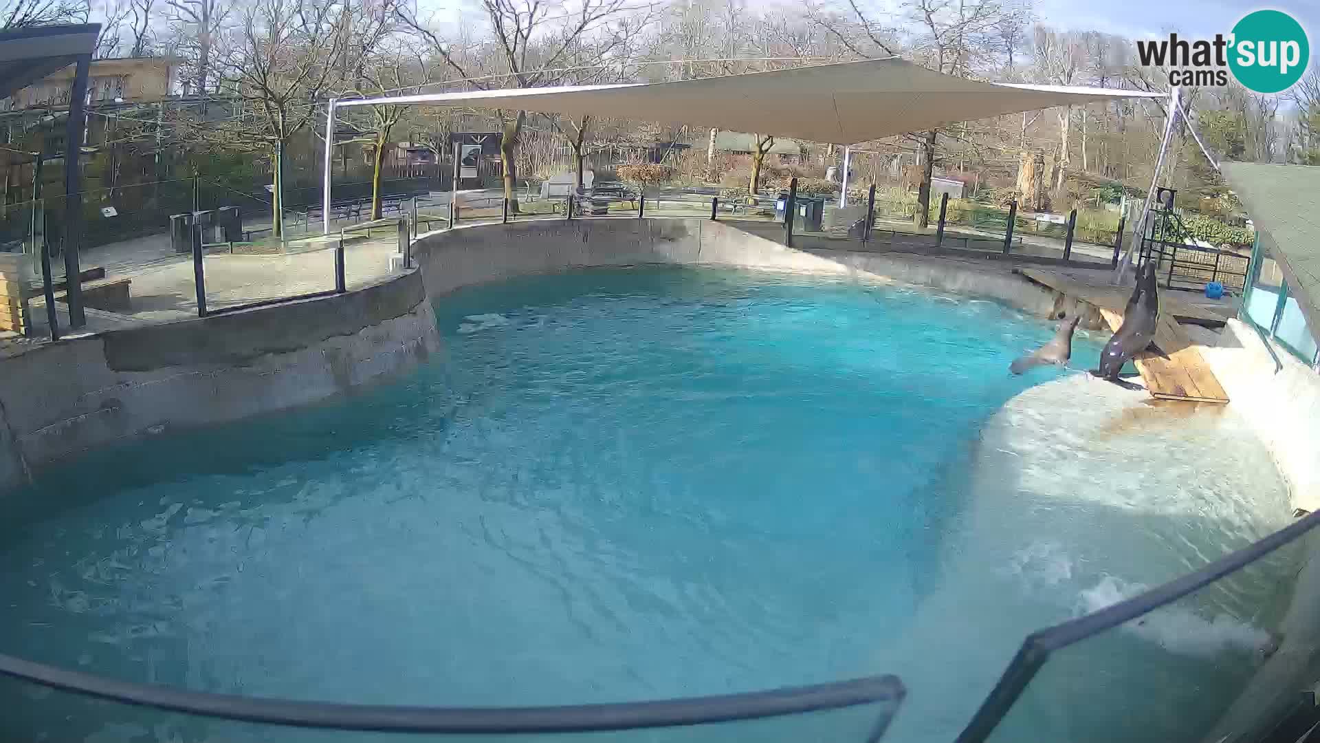 Zoo Zagreb – Kalifornijski morski lev