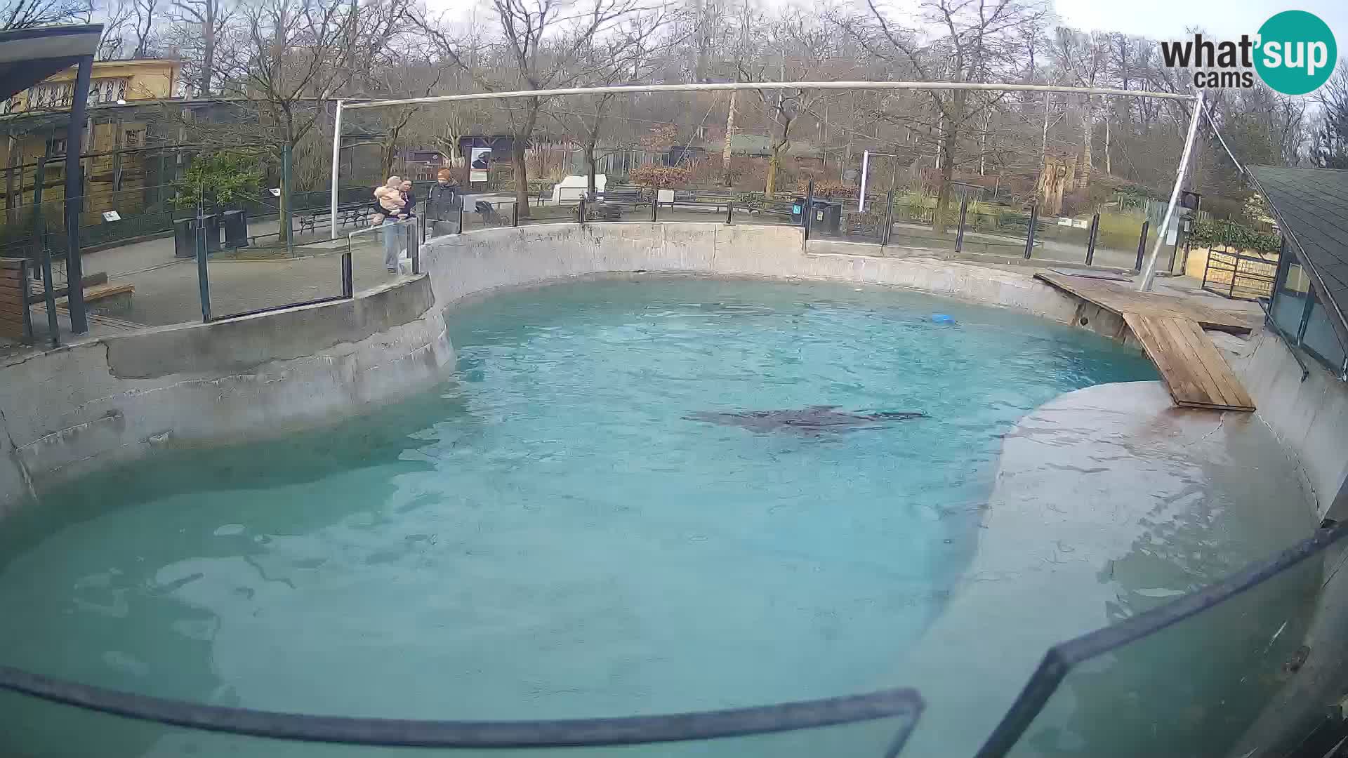 Zoo Zagreb – Kalifornijski morski lav