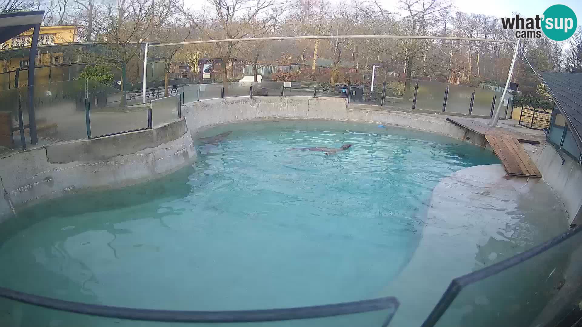 Zoo Zagreb – Otarie de Californie