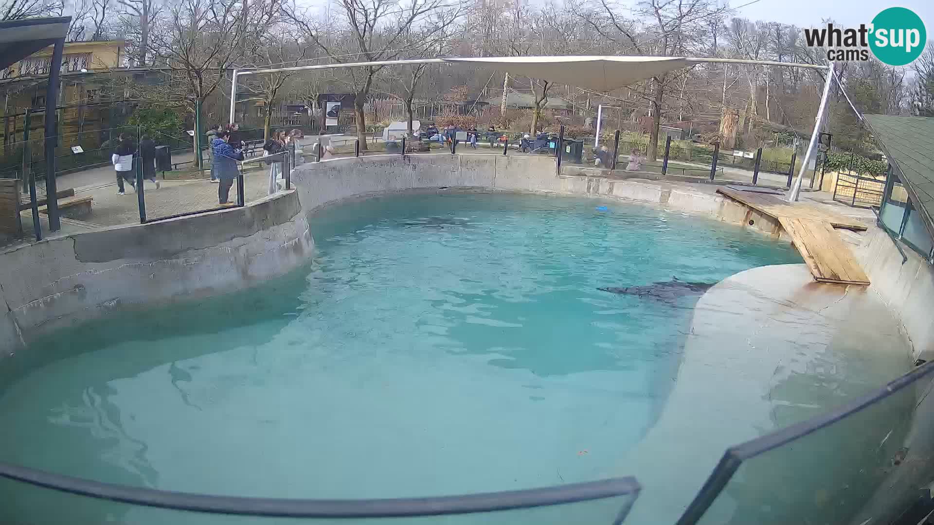 Zoo Zagreb – Kalifornijski morski lav