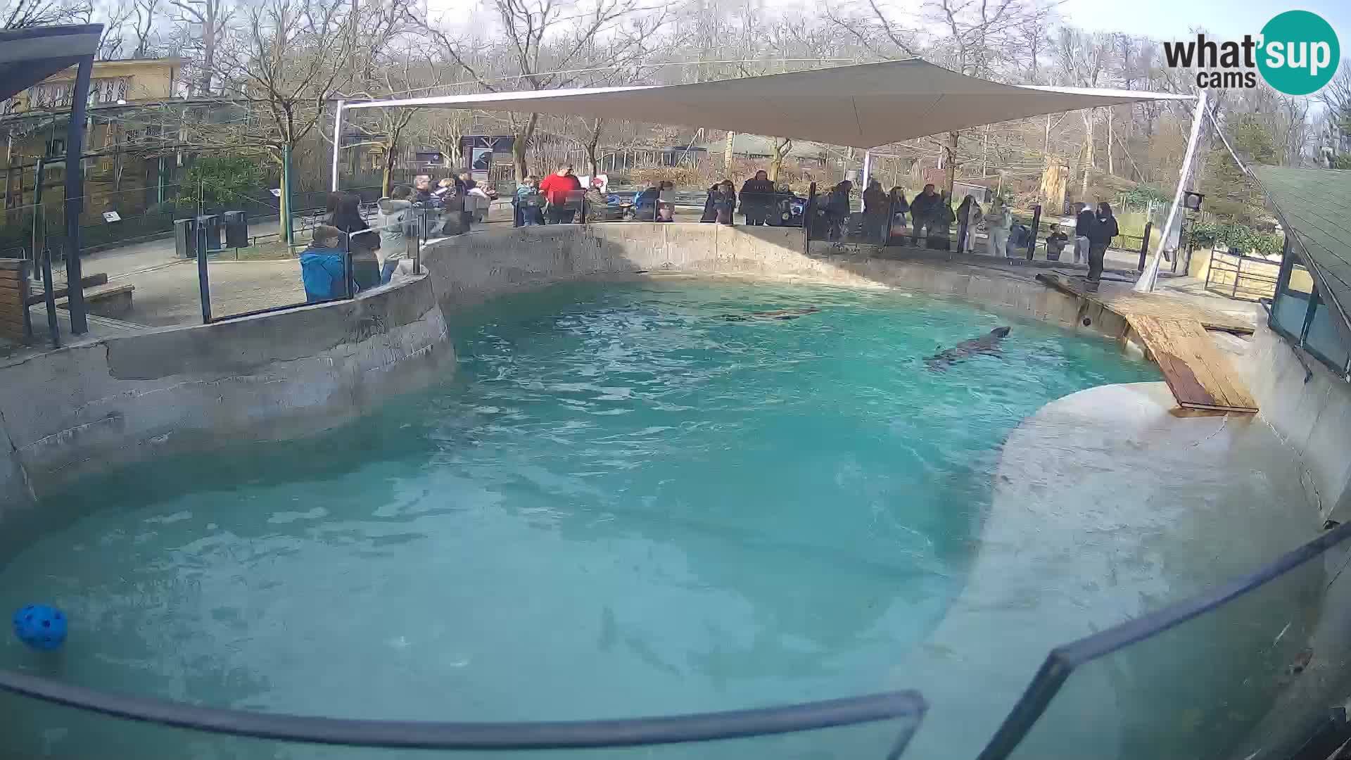 Zoo Zagreb – Kalifornijski morski lav