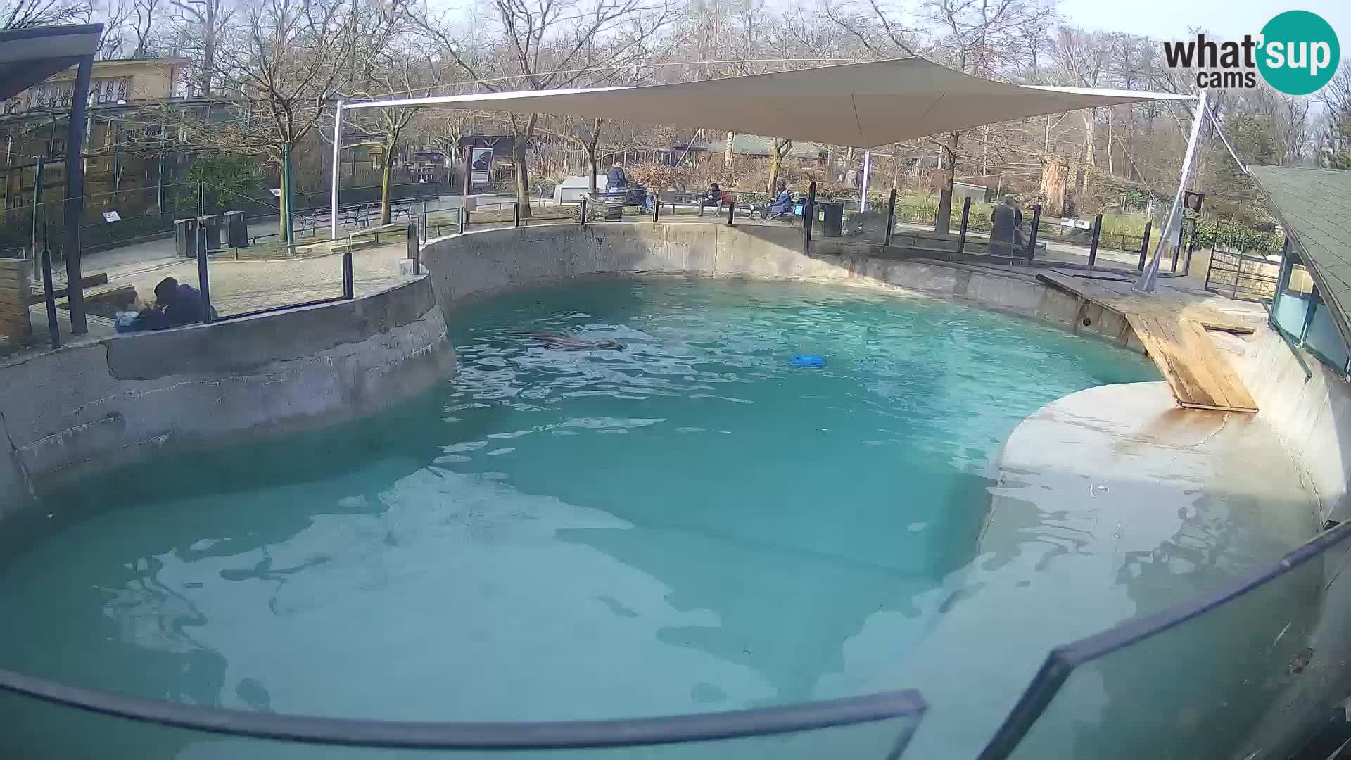 Zoo Zagreb –  León marino de California