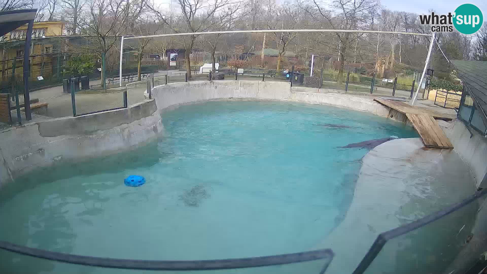 Zoo Zagreb –  León marino de California