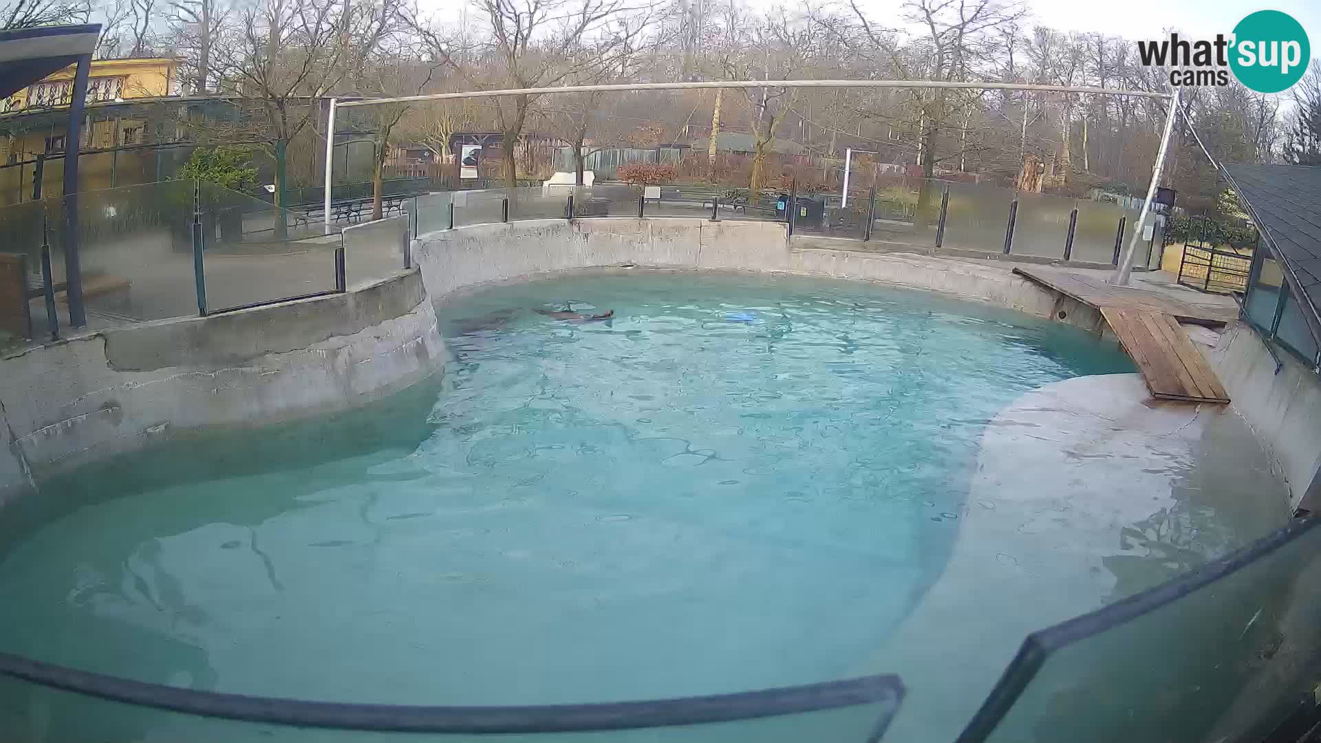 Zoo Zagreb –  León marino de California