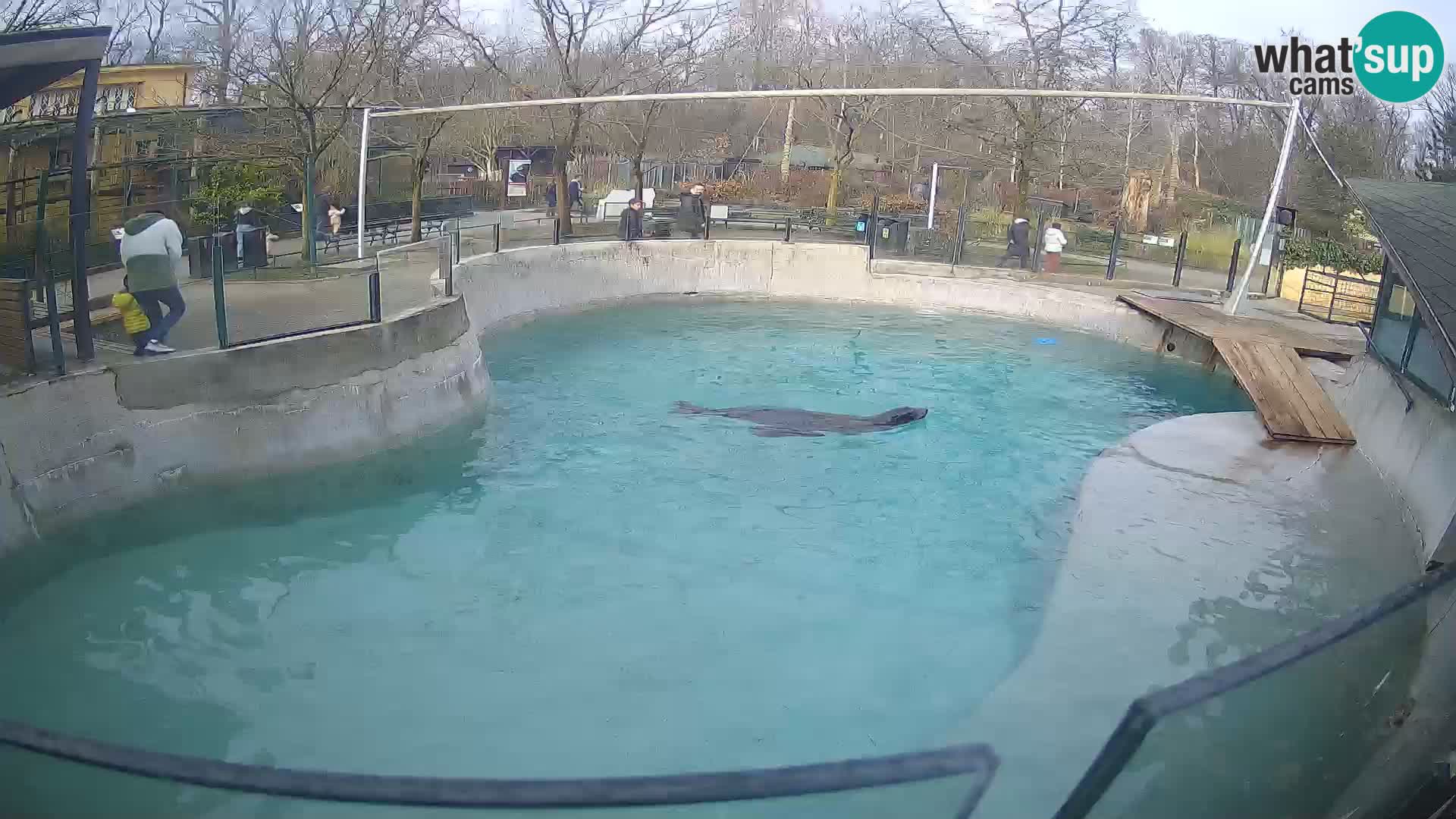 Zoo Zagreb – Otarie de Californie