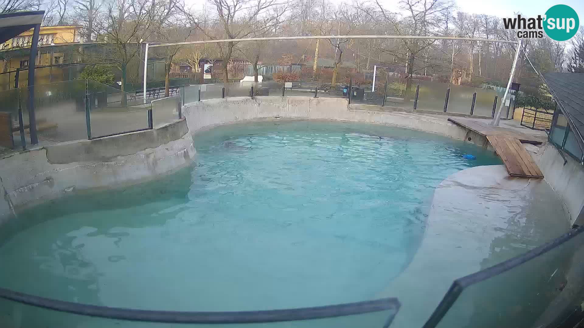 Zoo Zagreb – Otarie de Californie