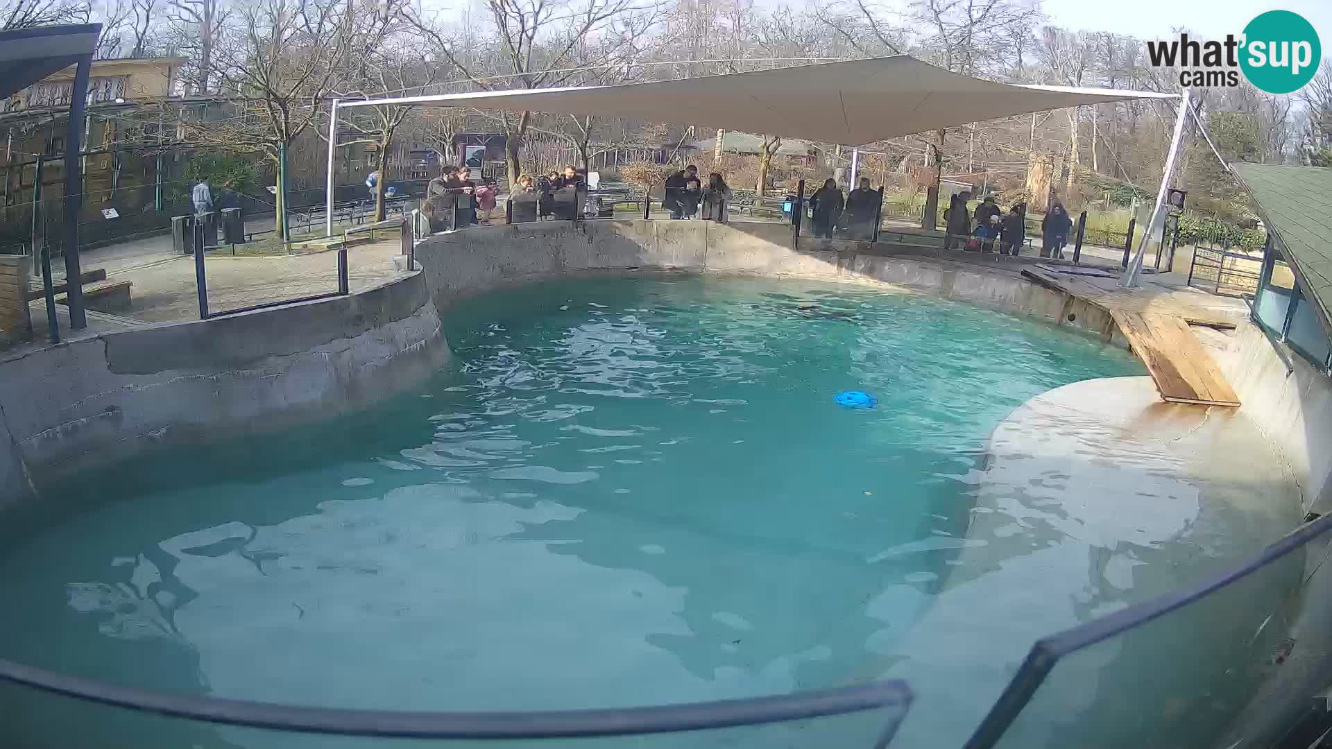 Zoo Zagreb – Otarie de Californie