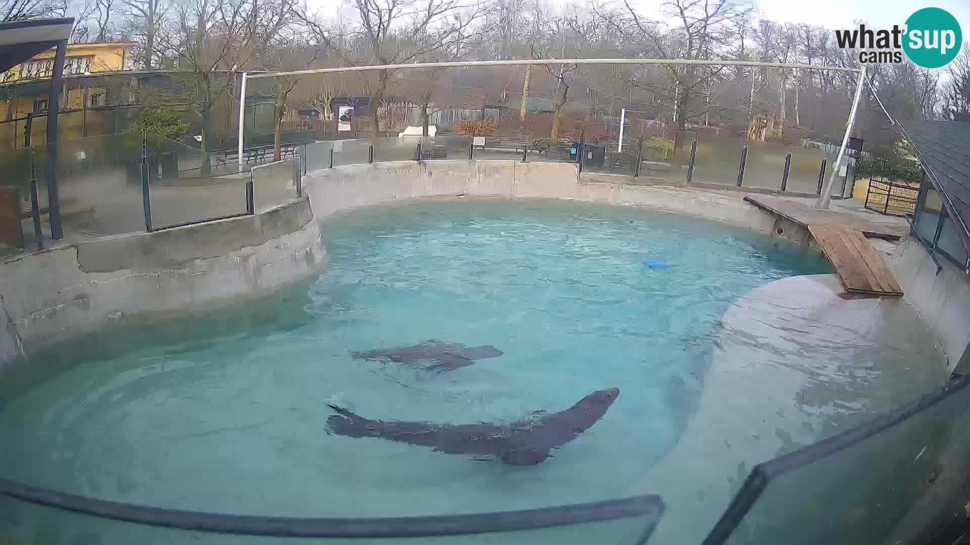 Zoo Zagreb –  León marino de California