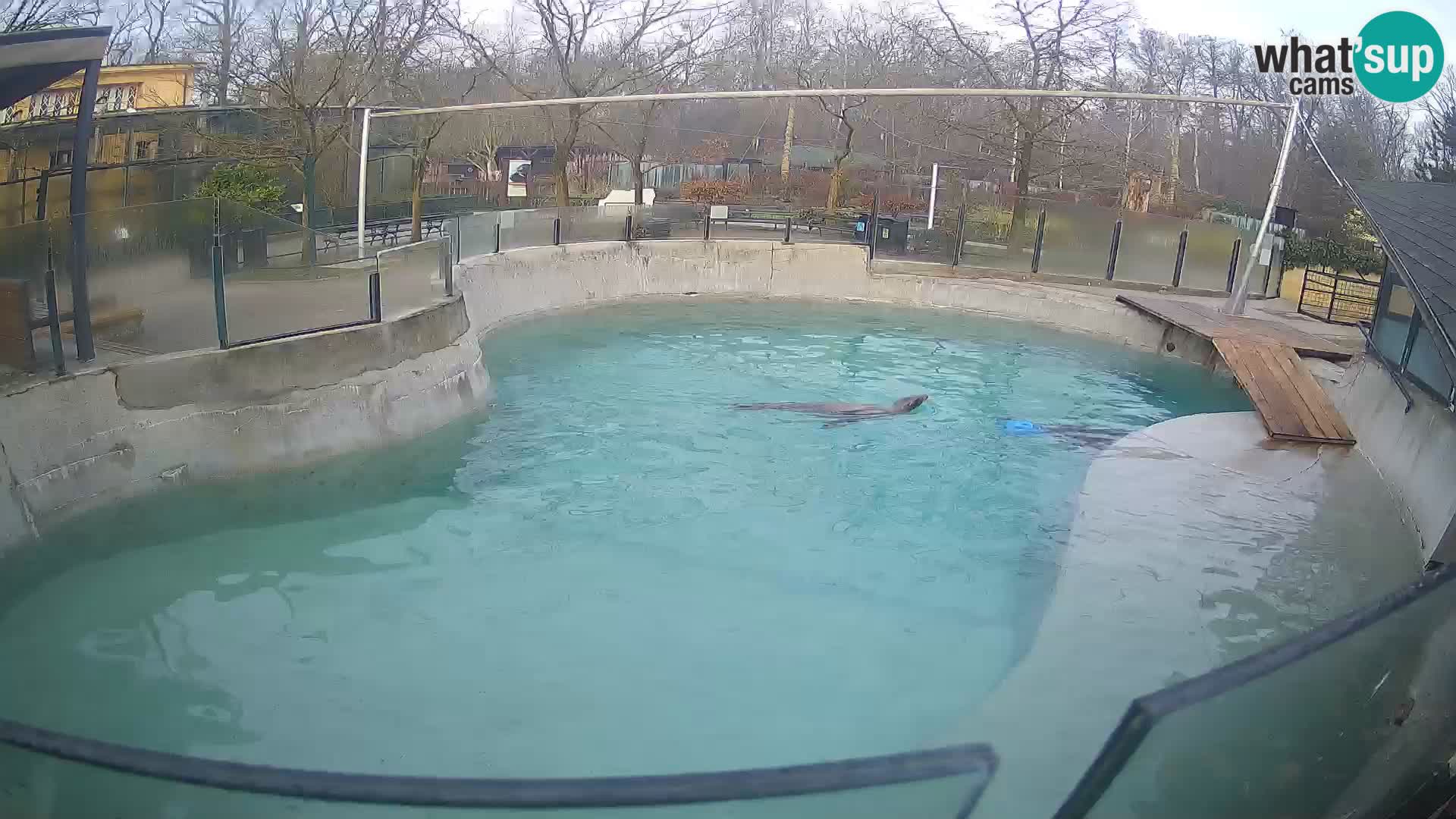 Zoo Zagreb – Kalifornijski morski lav