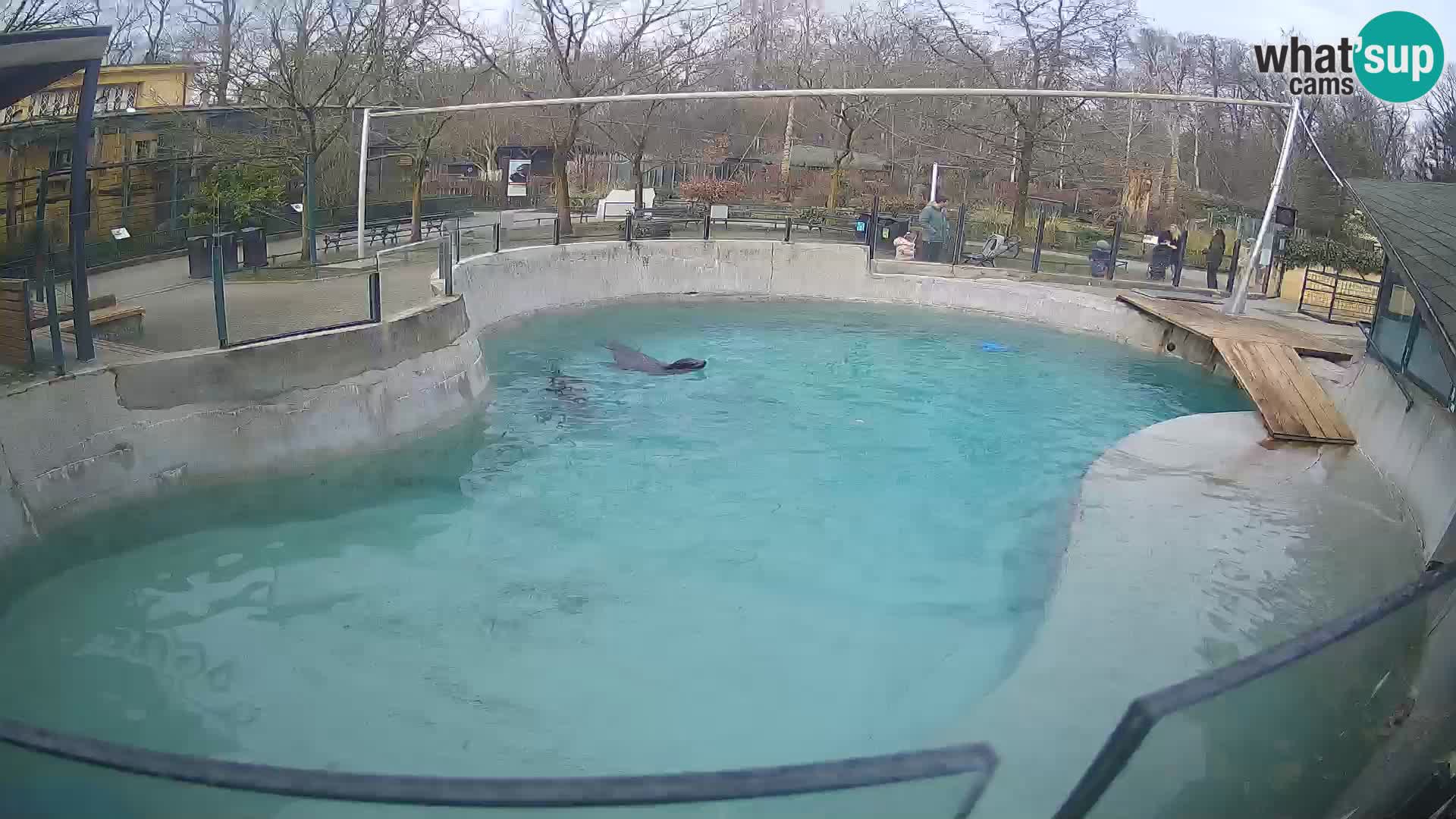 Zoo Zagreb – Otarie de Californie