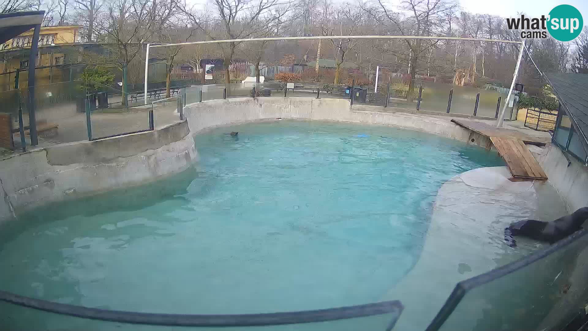 Zoo Zagreb – Kalifornijski morski lav