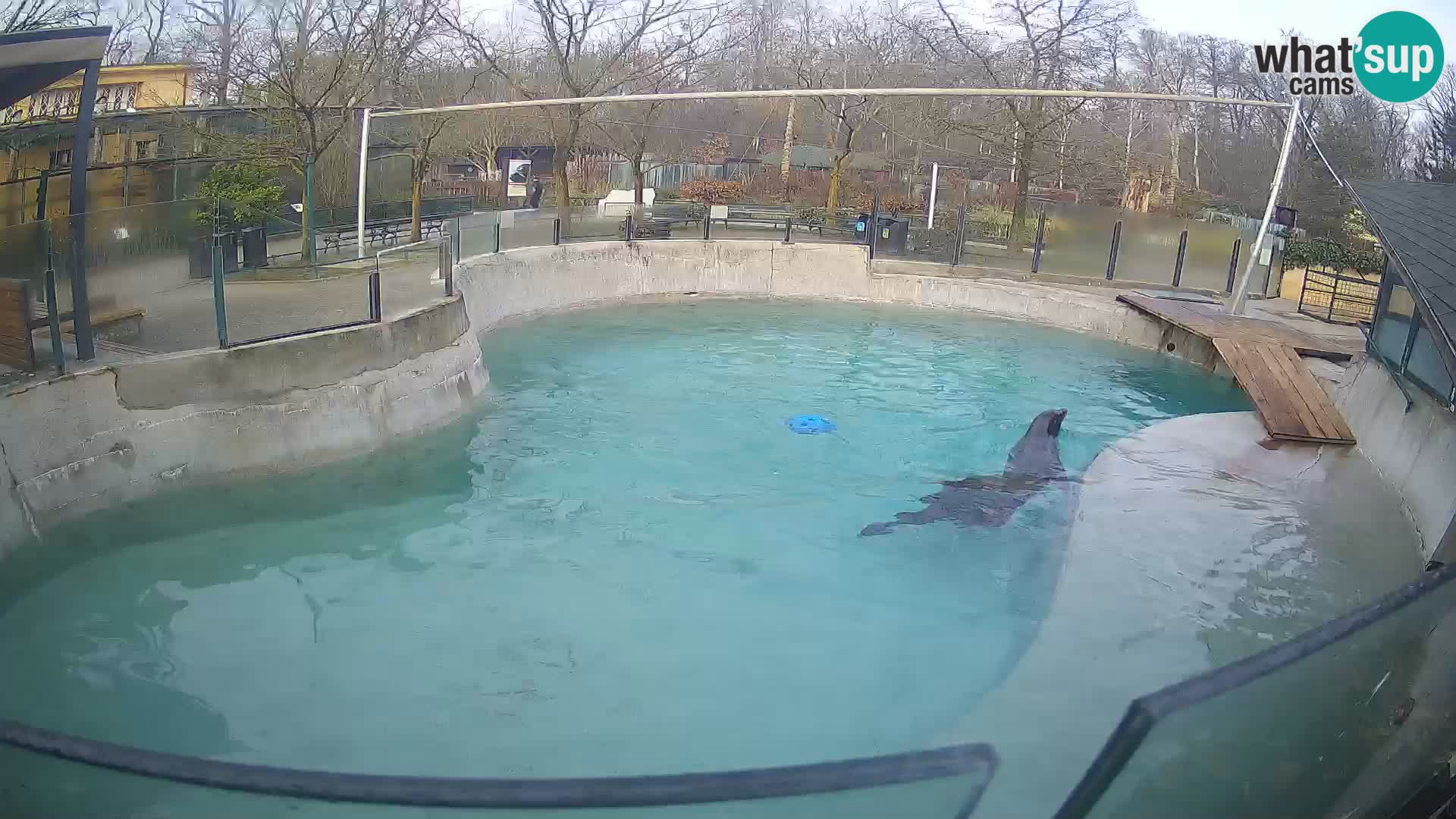 Zoo Zagreb – Otarie de Californie