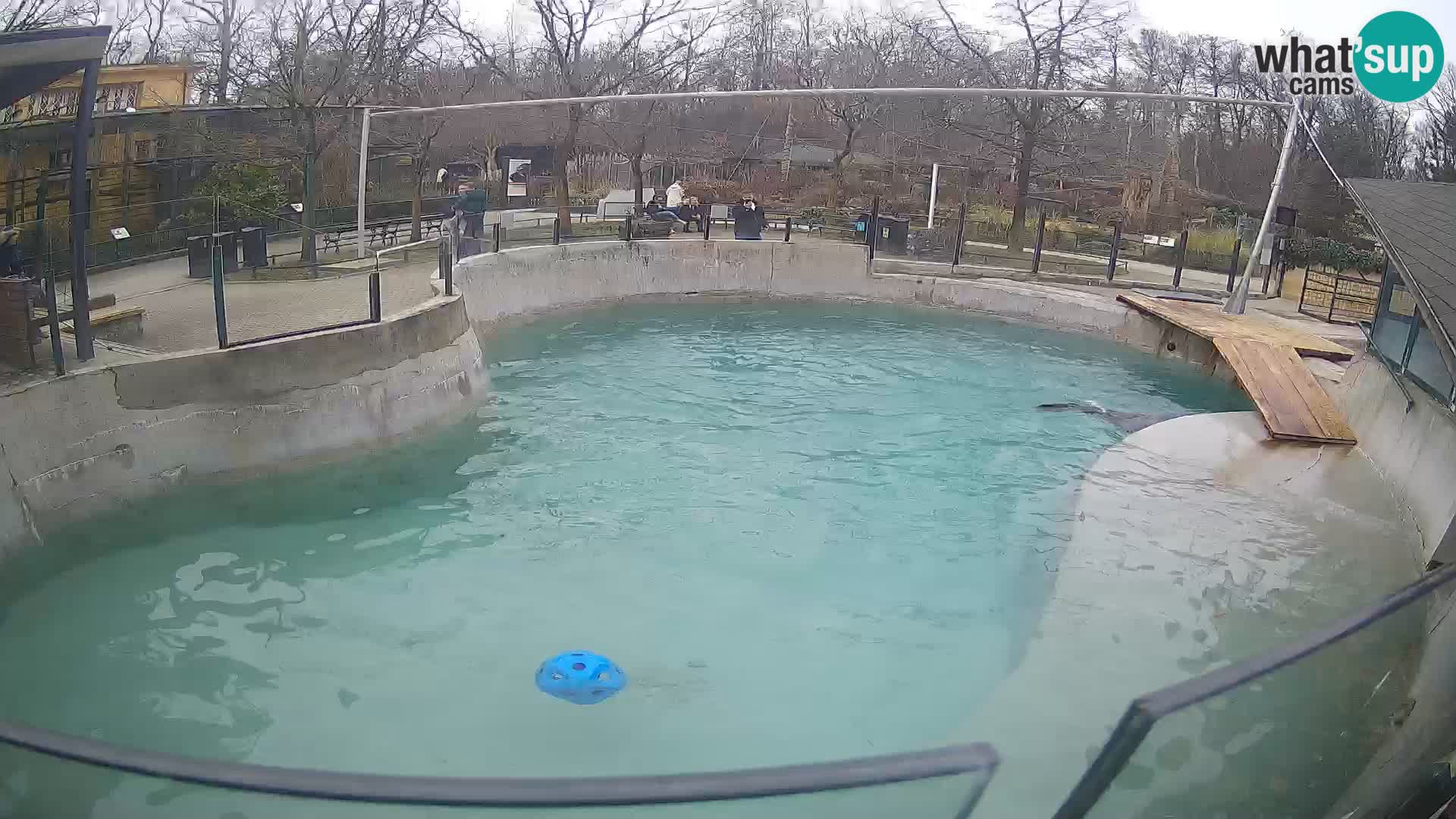 Zoo Zagreb –  León marino de California