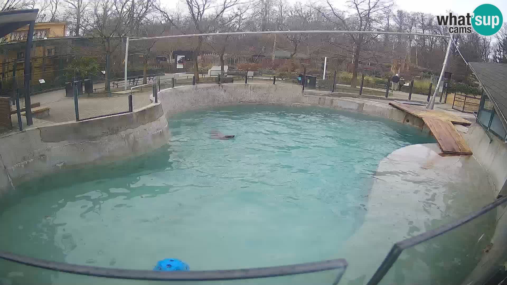 Zoo Zagreb – Kalifornijski morski lav