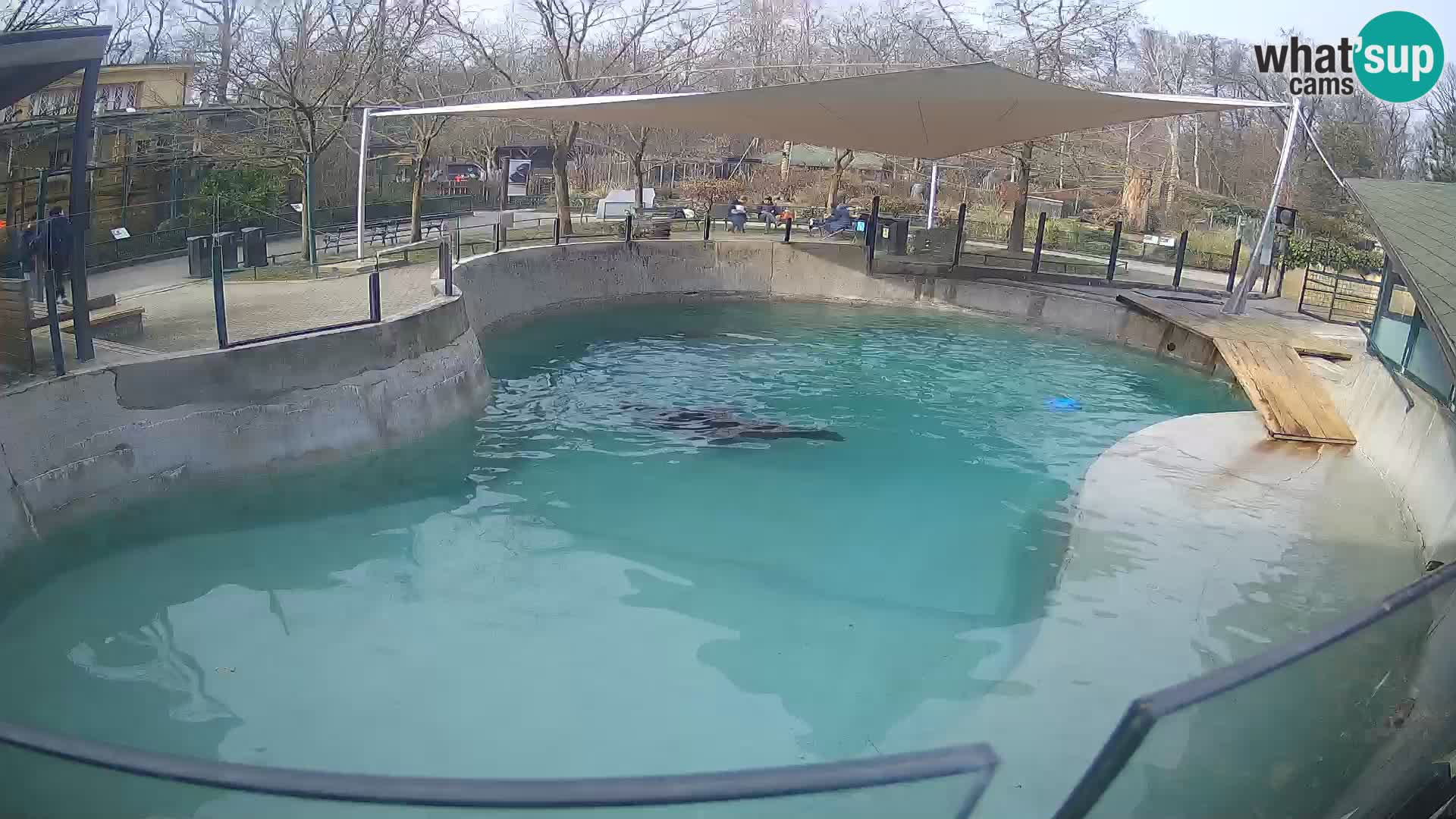 Zoo Zagreb – Kalifornijski morski lav