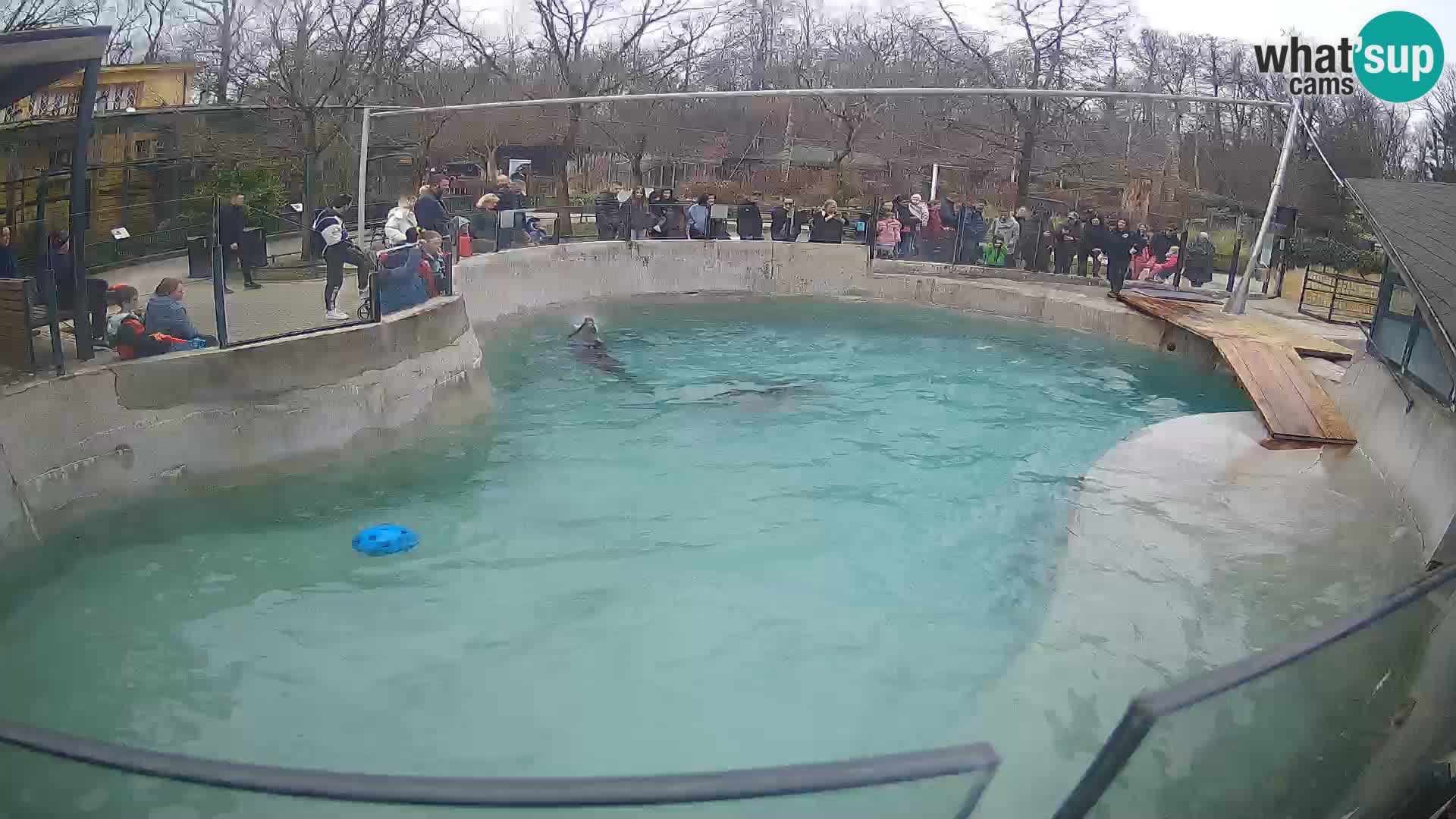 Zoo Zagreb –  León marino de California