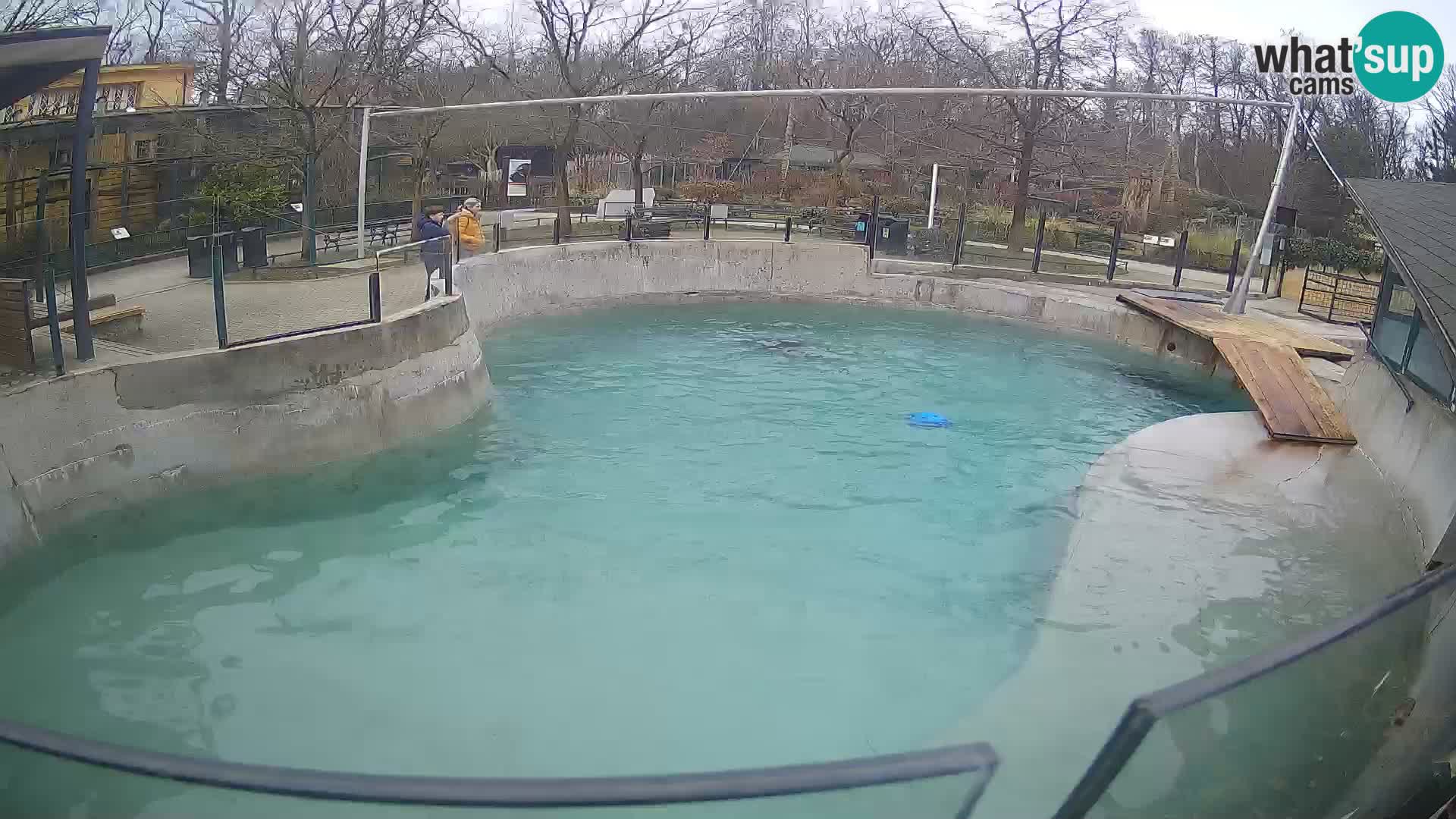 Zoo Zagreb – Kalifornijski morski lav