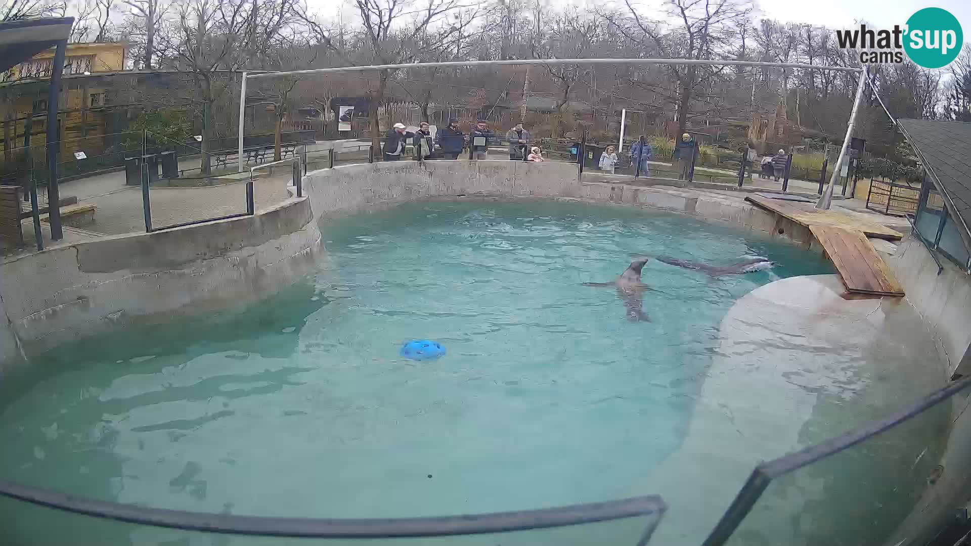 Zoo Zagreb – Otarie de Californie