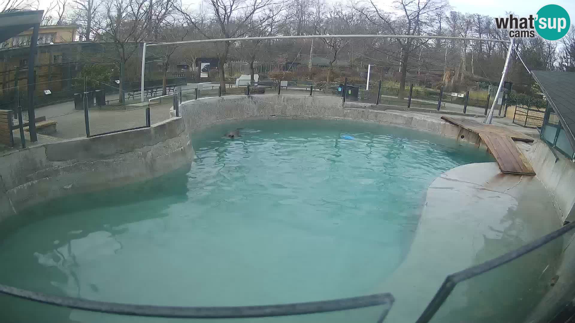 Zoo Zagreb – Otarie de Californie