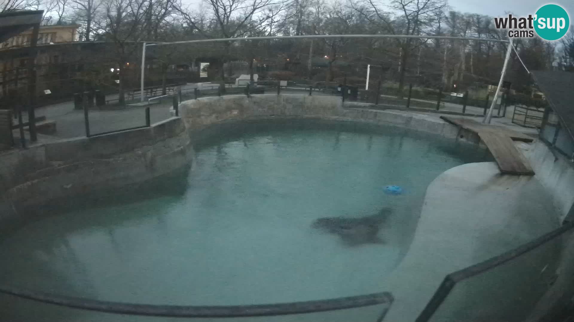 Zoo Zagreb – Otarie de Californie