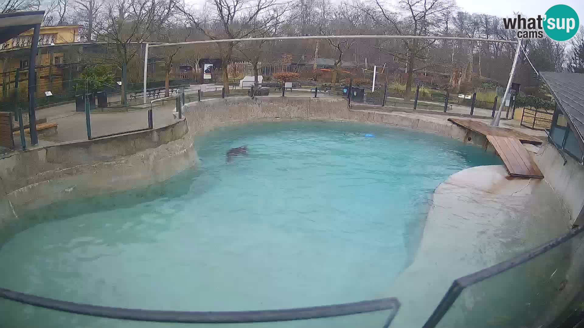 Zoo Zagreb – California Sea Lion